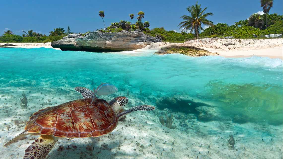 Karibik-Landschaft mit grüner Schildkröte