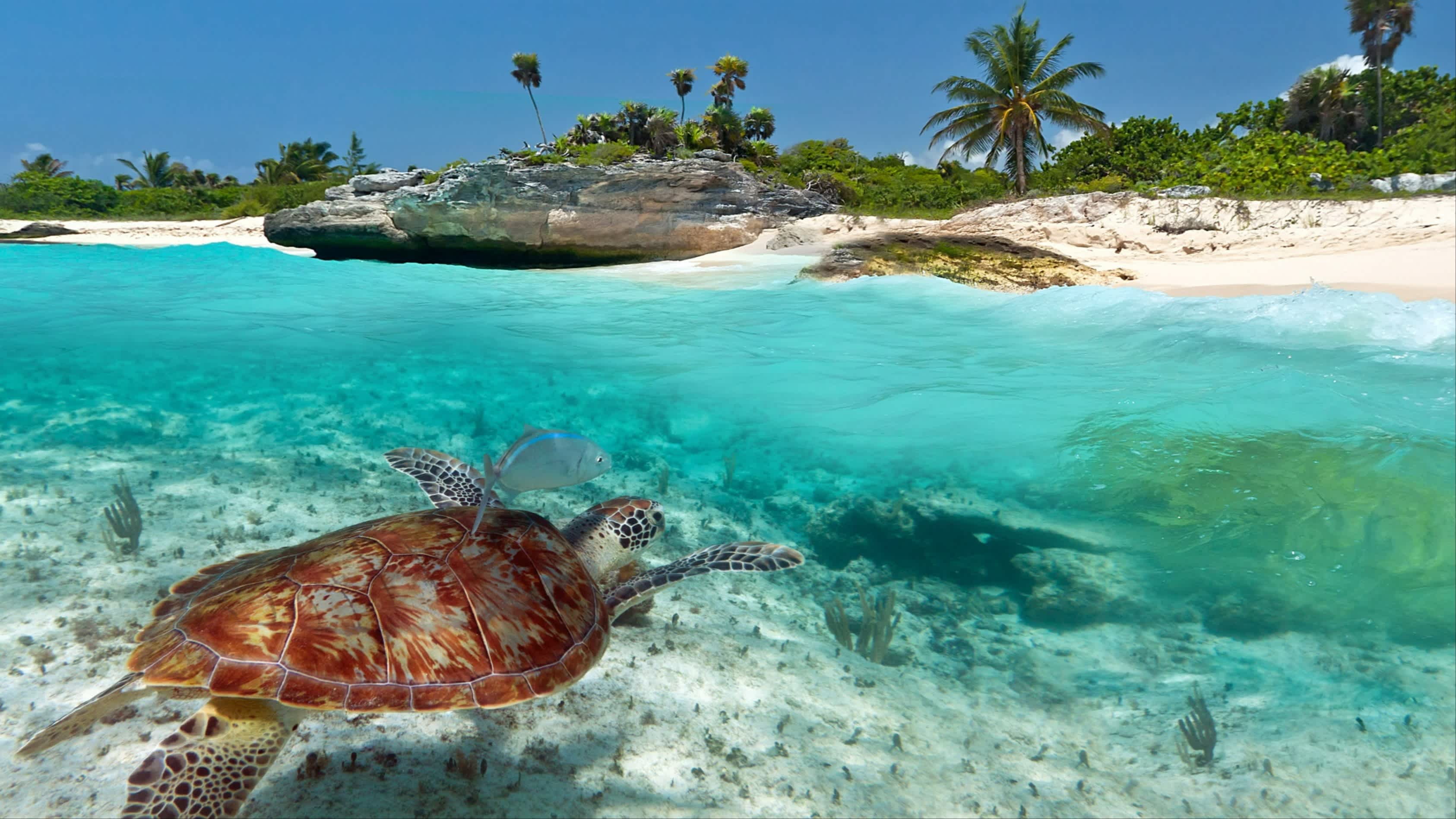 Une tortue nageant vers une plage idyllique bordées de palmier au Mexique .