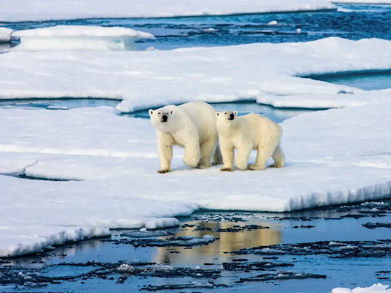 Deux ours polaires sur la banquise. Nordaustlandet, Svalbard, Norvège.