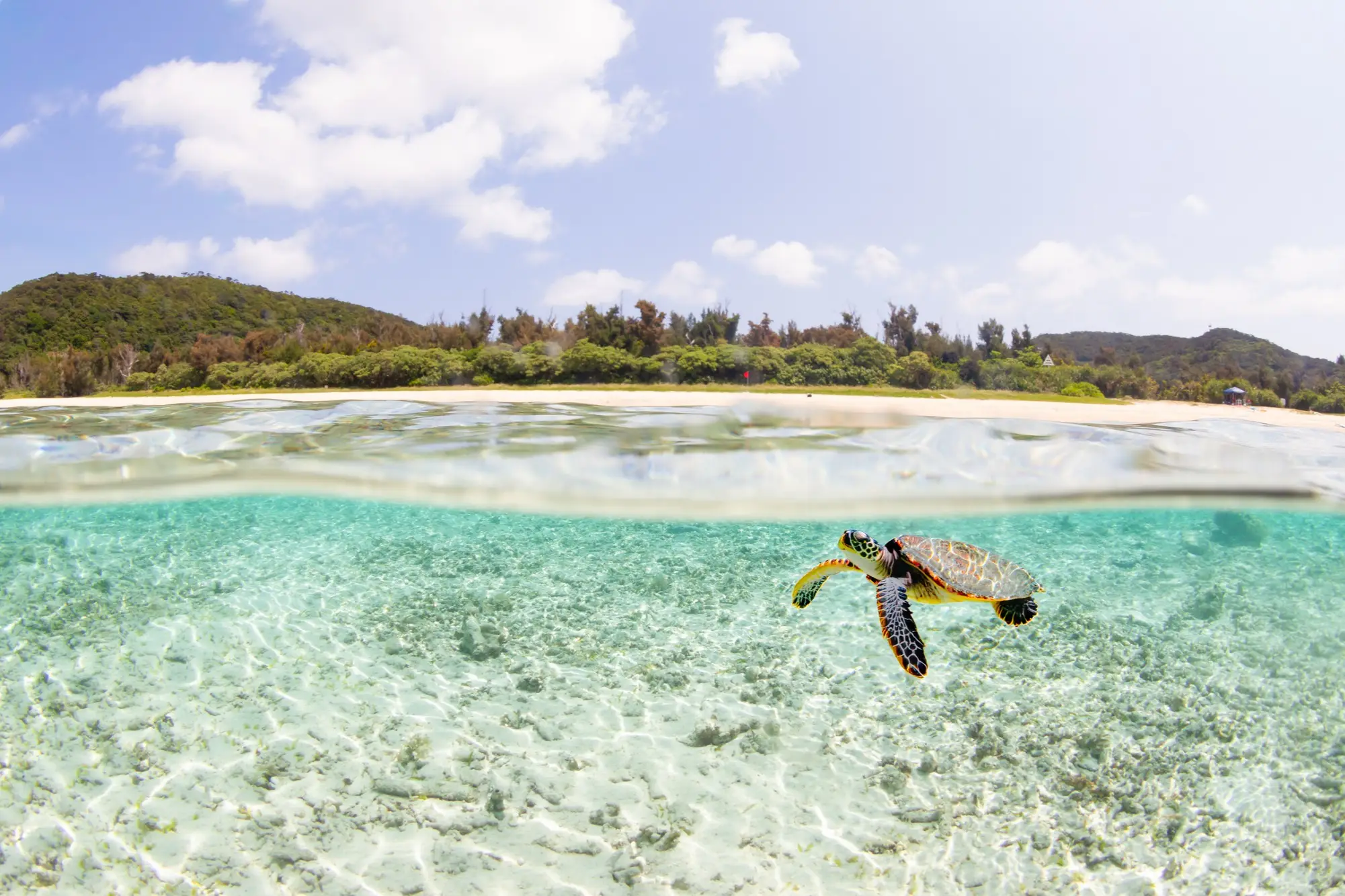 Jeune tortue de mer dans l'eau