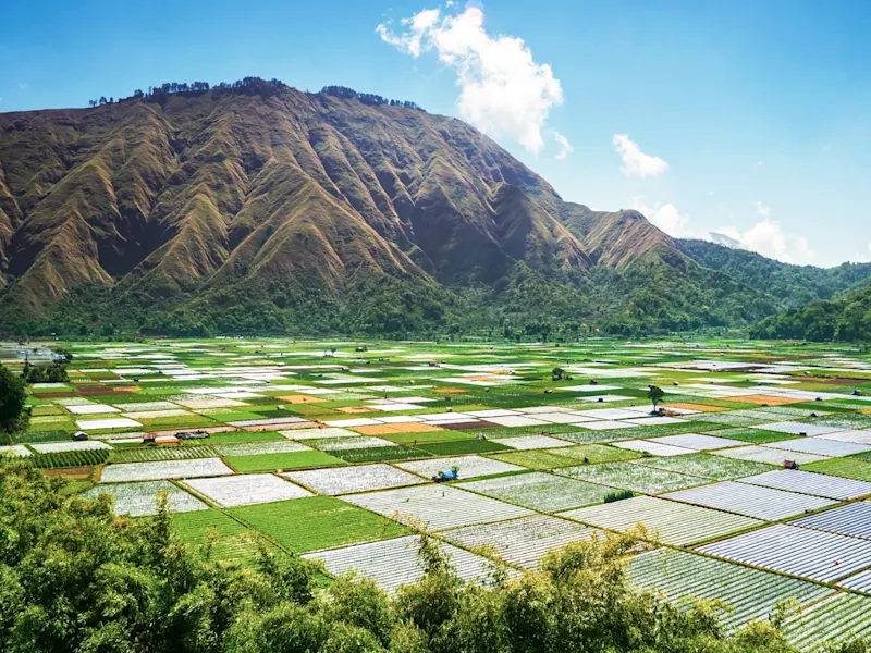 Indonesien Lombok Reisfelder vor Bergkulisse bei klarem Himmel, Lombok, West-Nusa Tenggara, Indonesien.