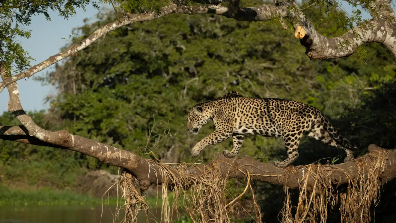 Jaguar, Pantanal, Brésil Un jaguar court le long d'une branche au-dessus d'une rivière, Pantanal