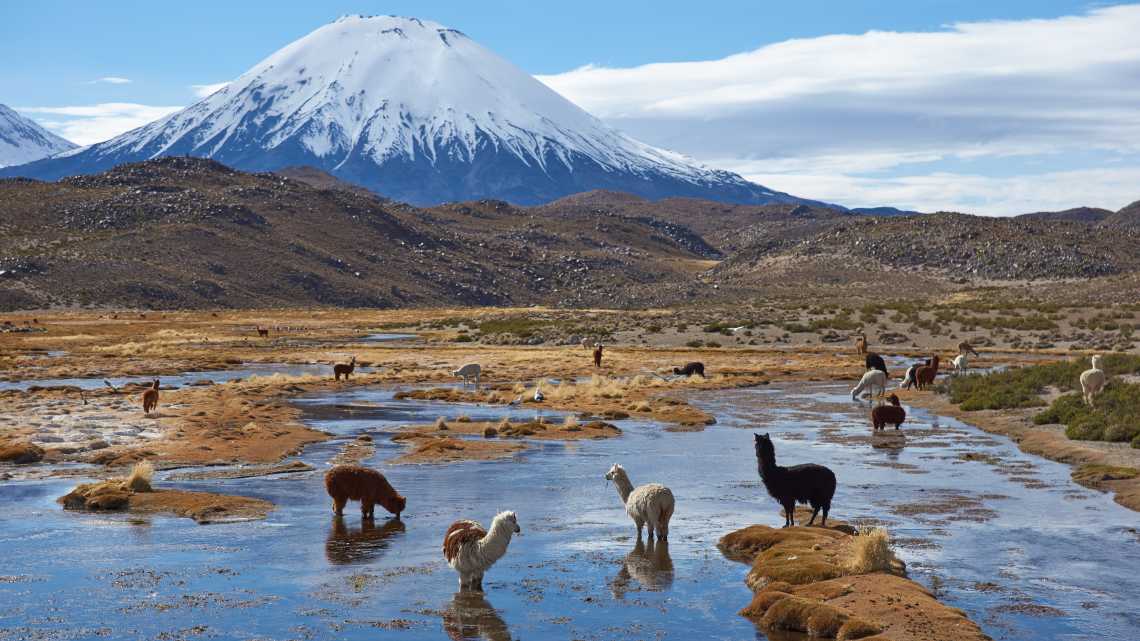 Alpakas grasen in einem Feuchtgebiet am Fuße des schneebedeckten, 6324 m hohen Vulkans Parinacota im Altiplano von Nordchile.