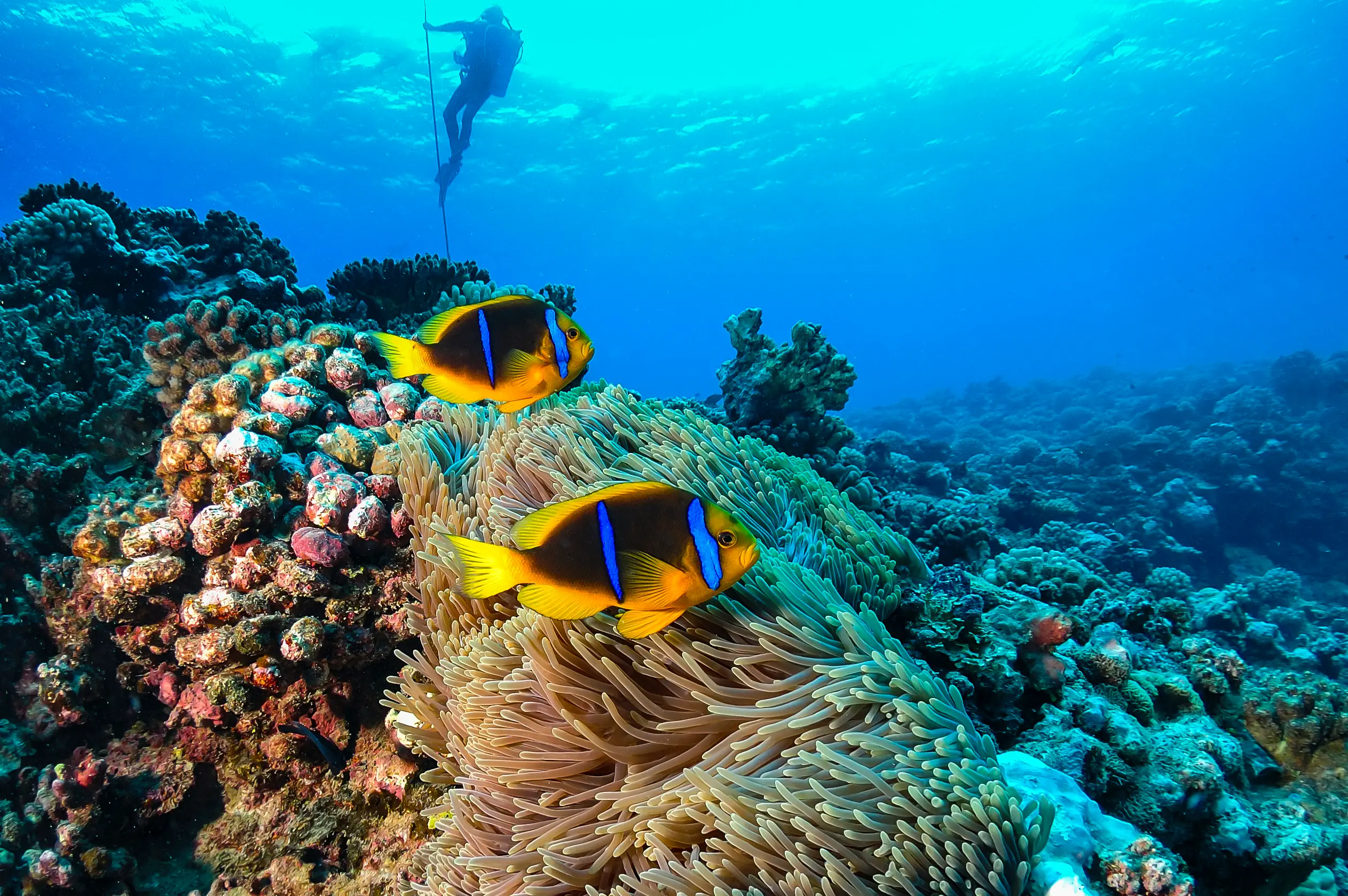 Monde sous-marin avec poissons et coraux multicolores et plongeurs en arrière-plan