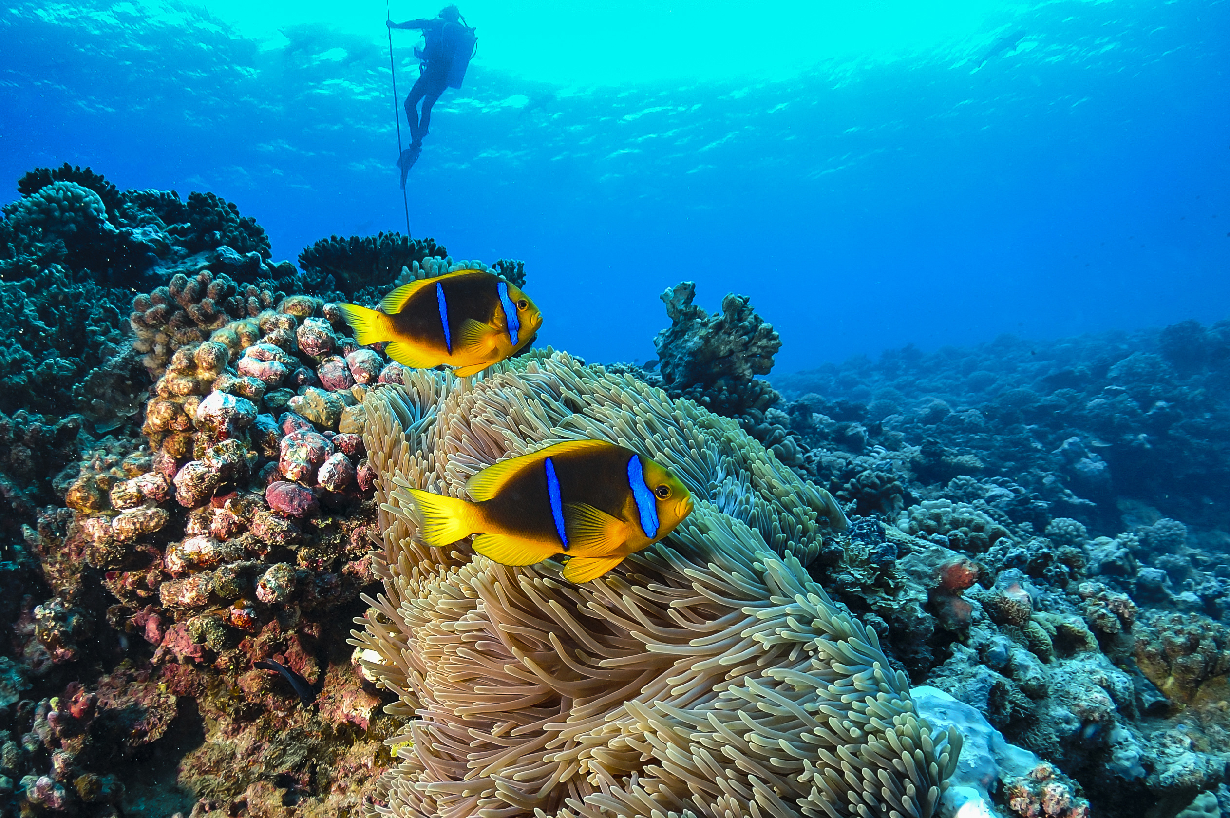 Polynésie Marine Tahiti | Gestion Des Ressources Maritimes Polynésie ...