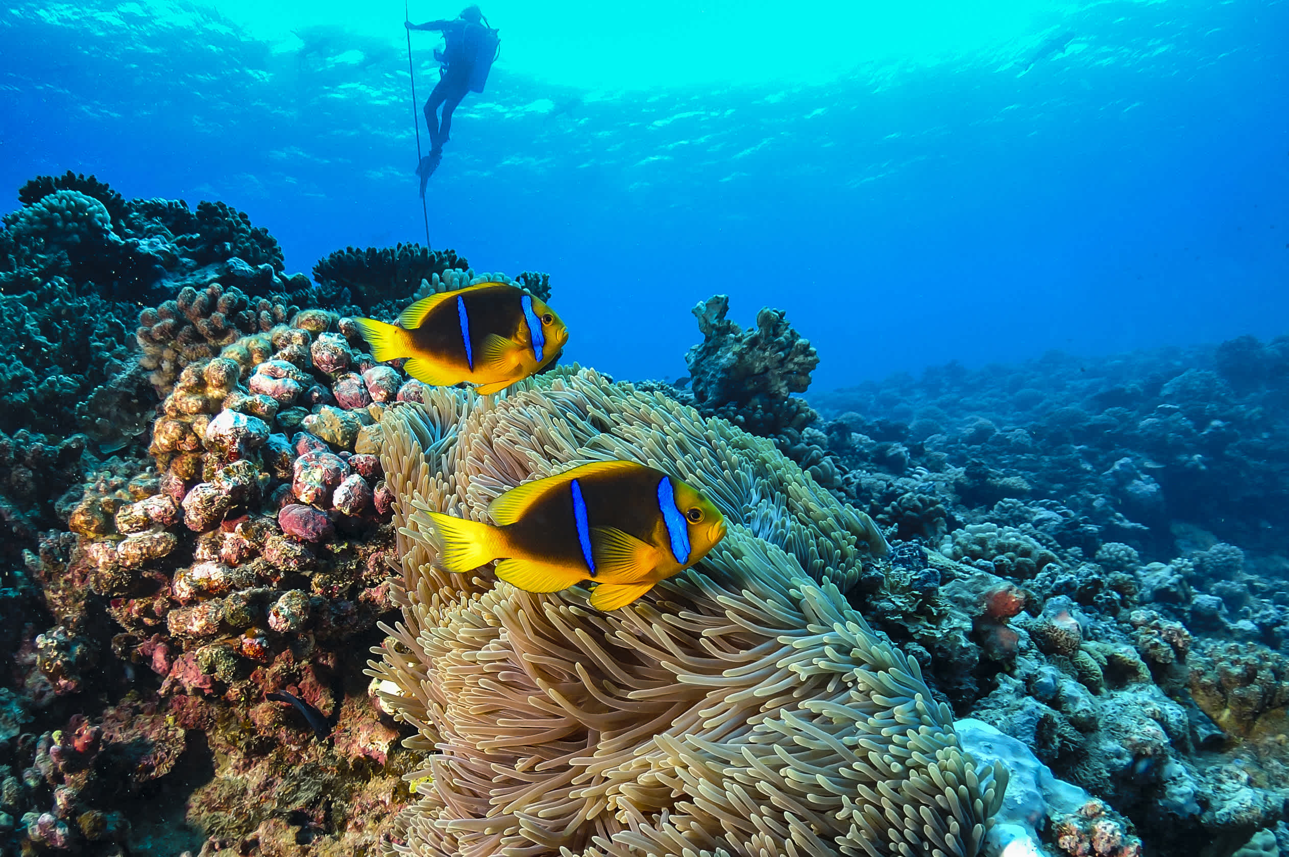 Unterwasserwelt mit bunten Fischen und Korallen und Taucher im Hintergrund