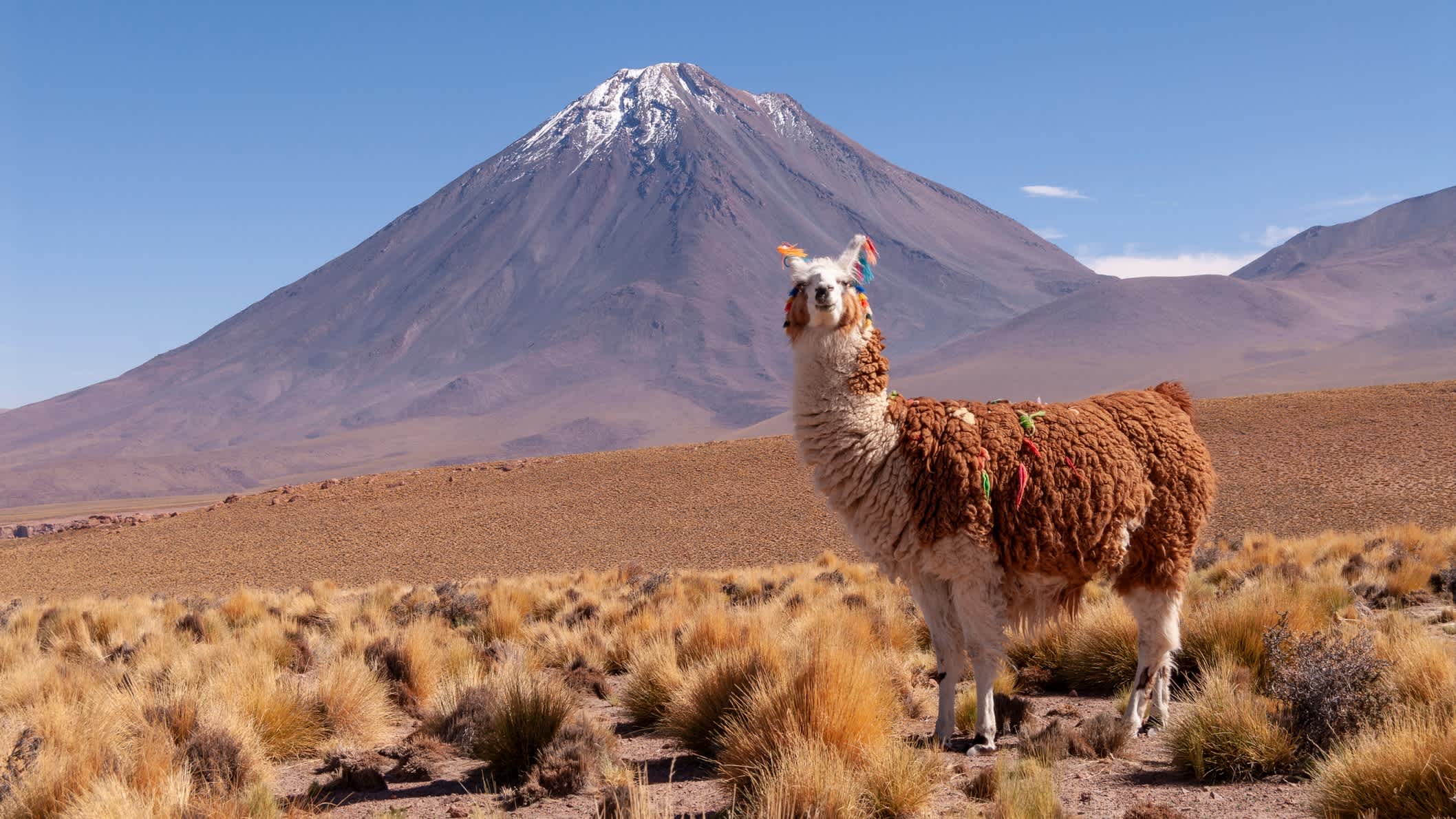 Lama in Argentinien vor Berglandschaft