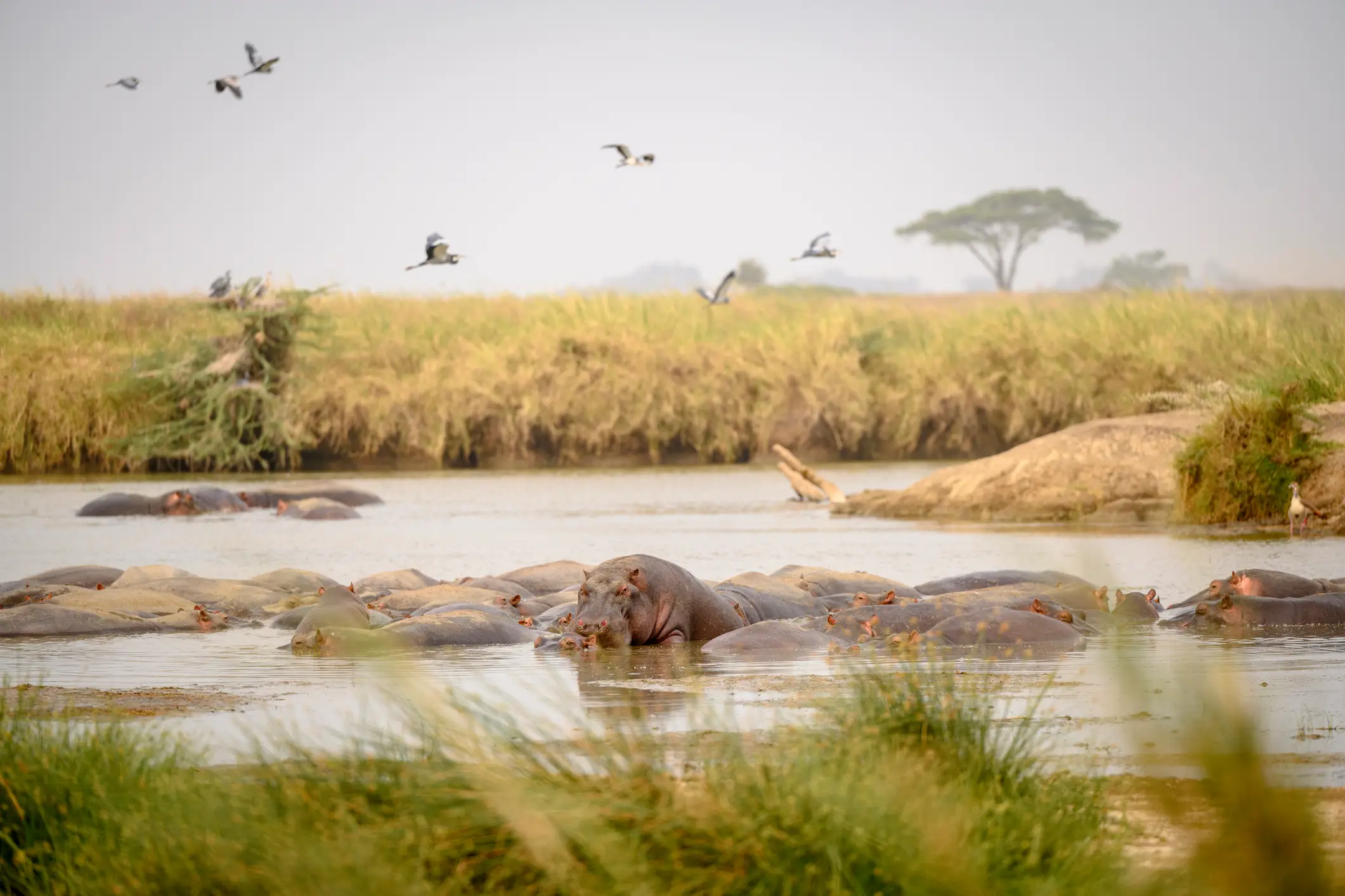 Serengeti, Flusspferde Herde Flusspferde im Wasser, Serengeti-Nationalpark
