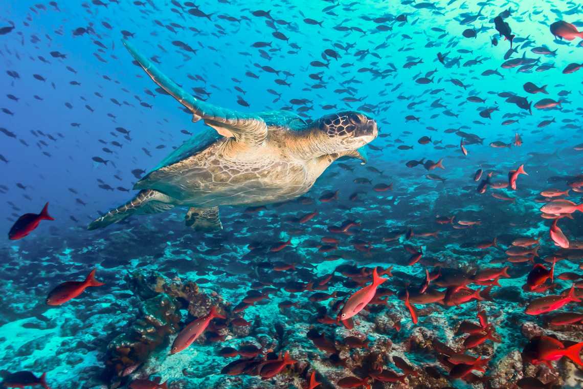 Schildkröte schwimmt über einen Fischschwarm auf Galapagos.