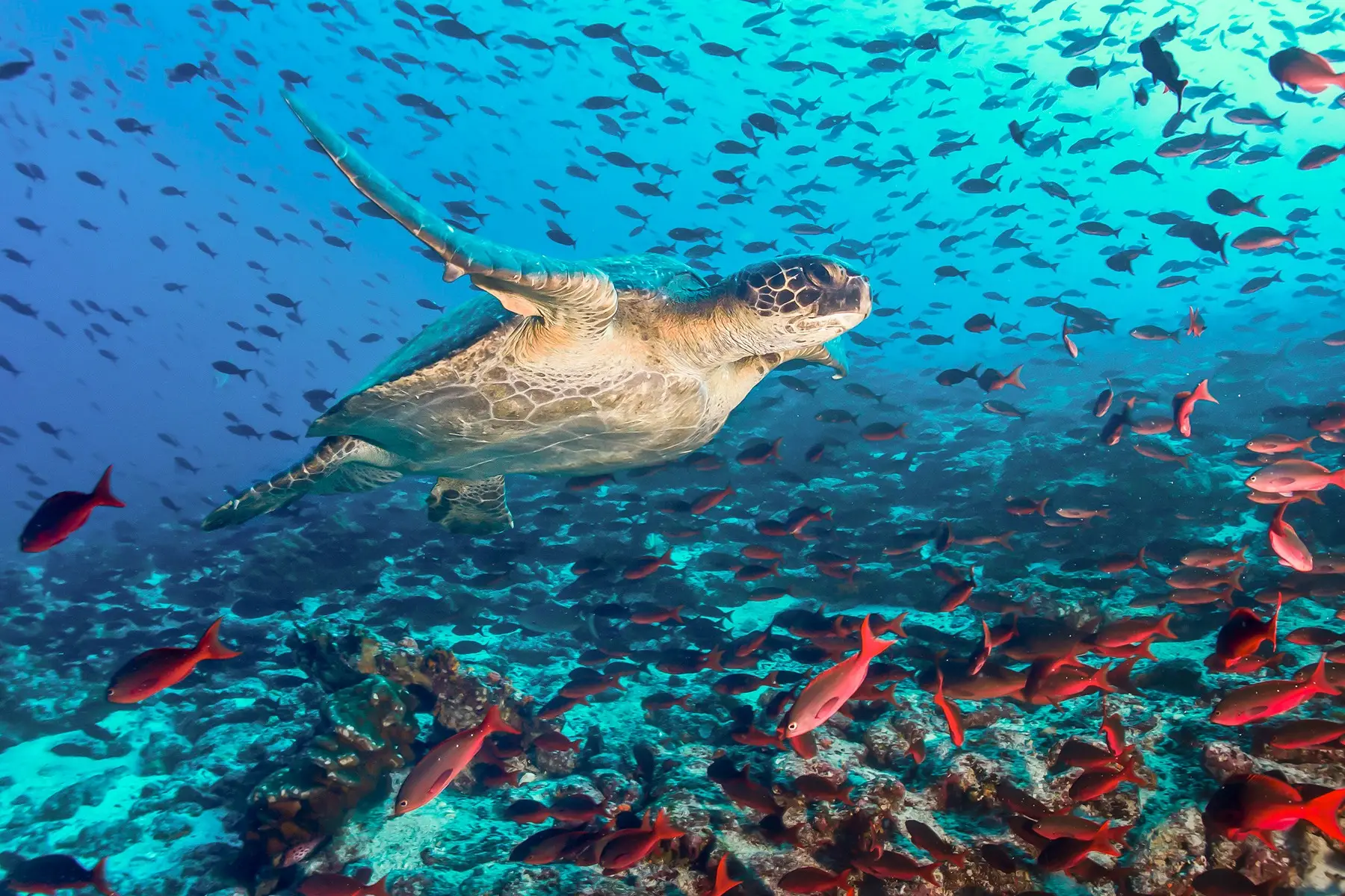 Equateur Galapagos Plongée Une tortue nageant au-dessus d'un banc de poissons dans les eaux des Galapagos.