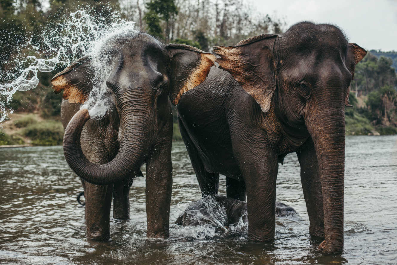 Zwei Elefanten baden in Laos in Asien in einem Fluss