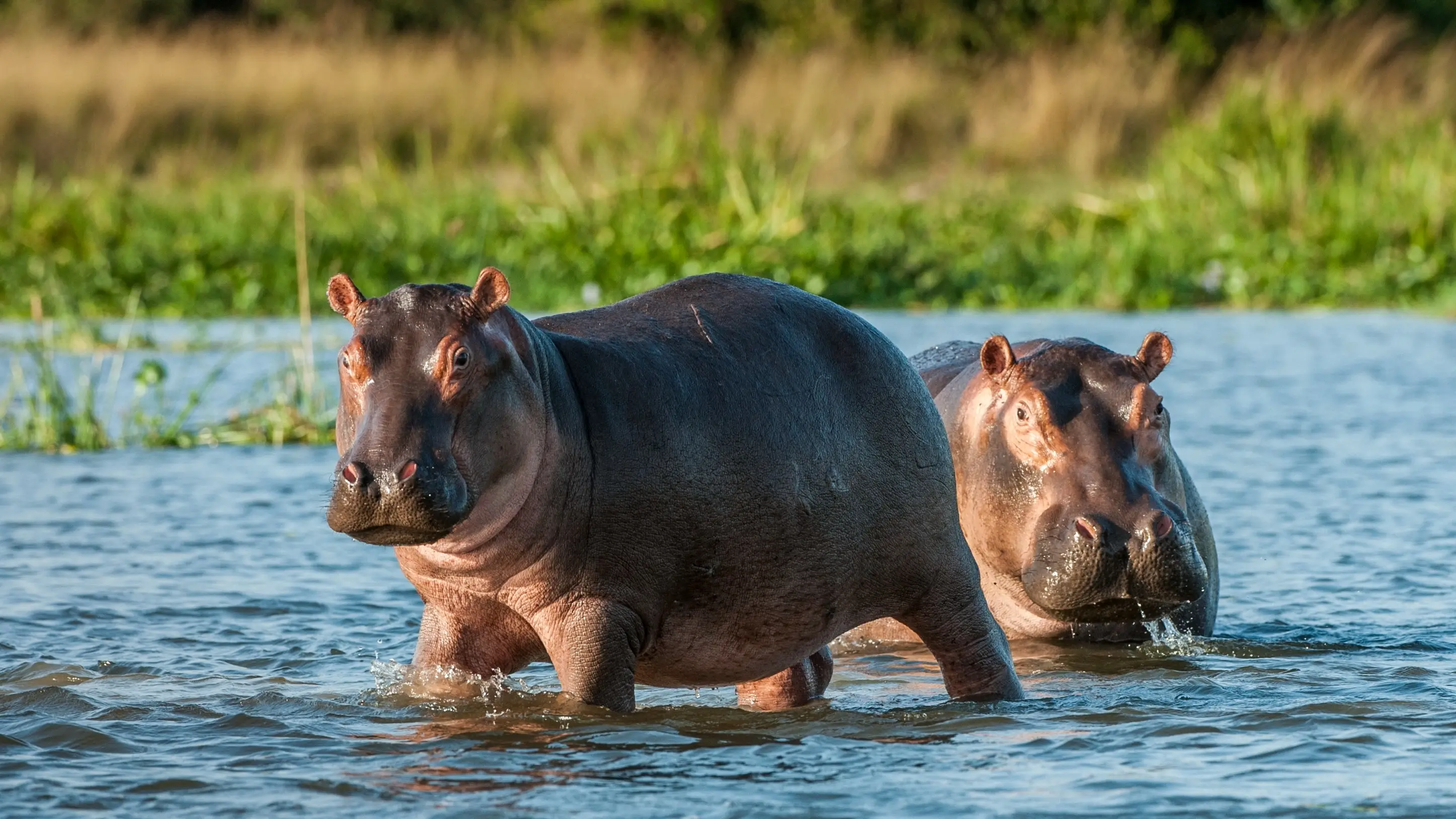 Tansania, Flusspferd Zwei gewöhnliche Flusspferde im Wasser. Das gewöhnliche Nilpferd (Hippopotamus amphibius) oder Nilpferd. Afrika