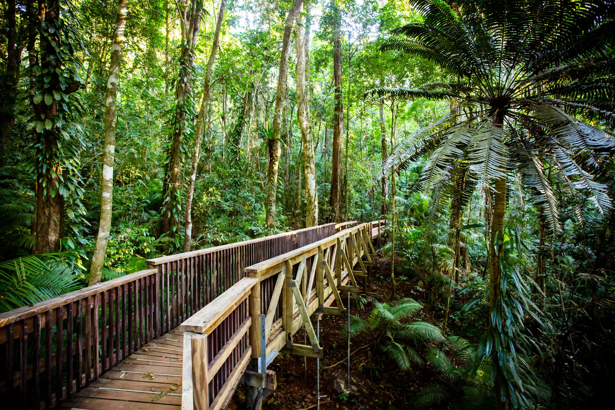 Der berühmte Jindalba Boardwalk durch den alten Regenwald in der Daintree-Region von Queensland, Australien

