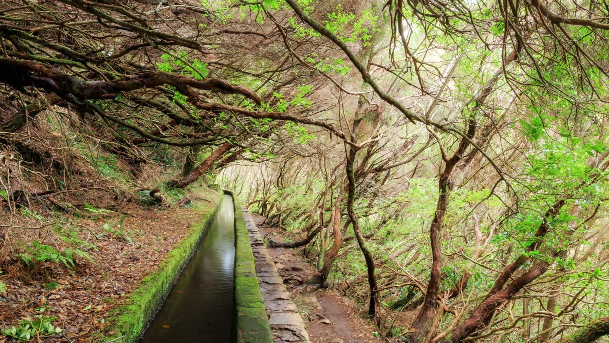 Ein Wanderweg entlang der Levada auf Madeira, Portugal