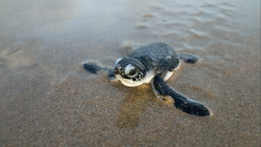 Baby Schildkröte im Sand
