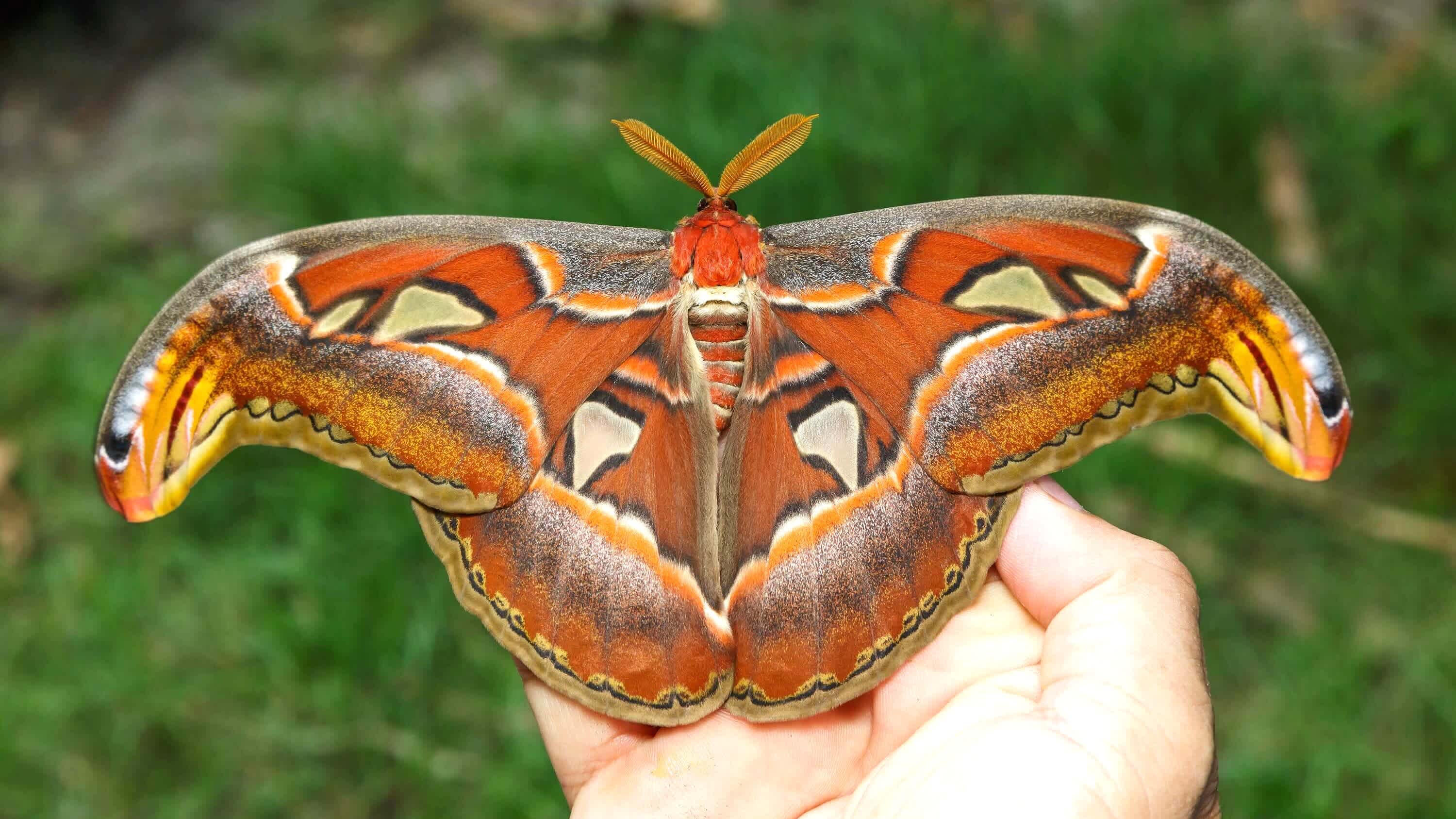 Atlasspinner, der größte Schmetterling der Welt in Indien und Südostasien