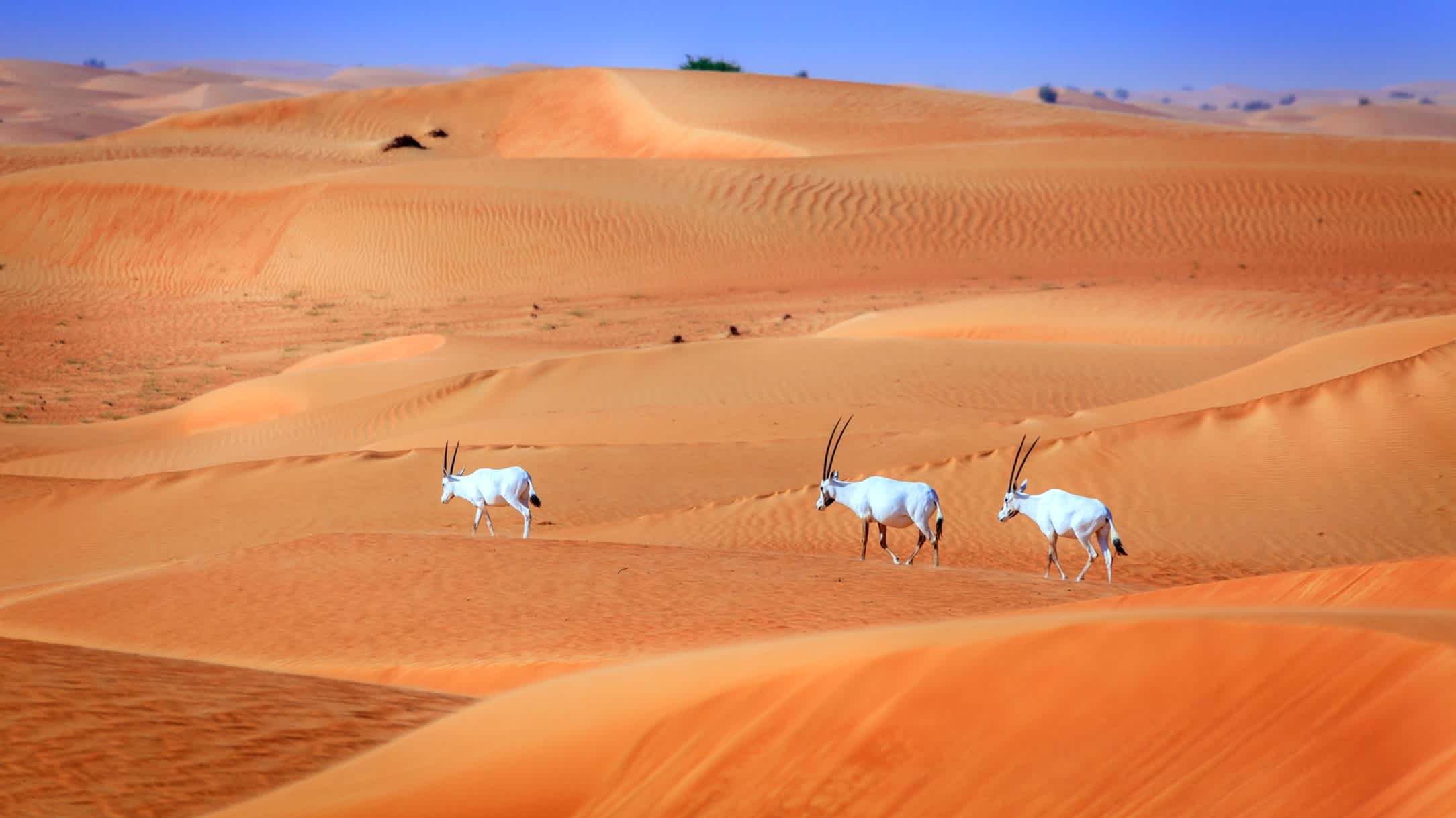 Arabische Oryx in der Dubai Desert Conservation Reserve