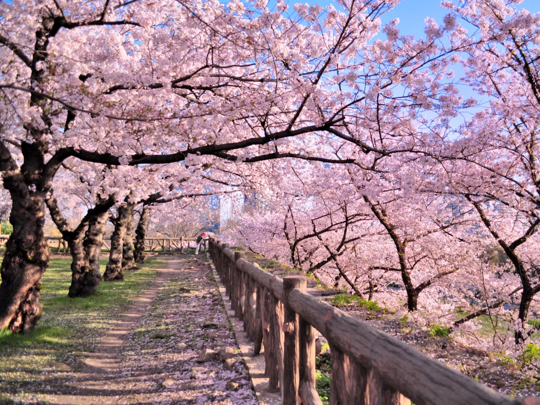 Cerisiers en fleurs dans un parc au Japon
