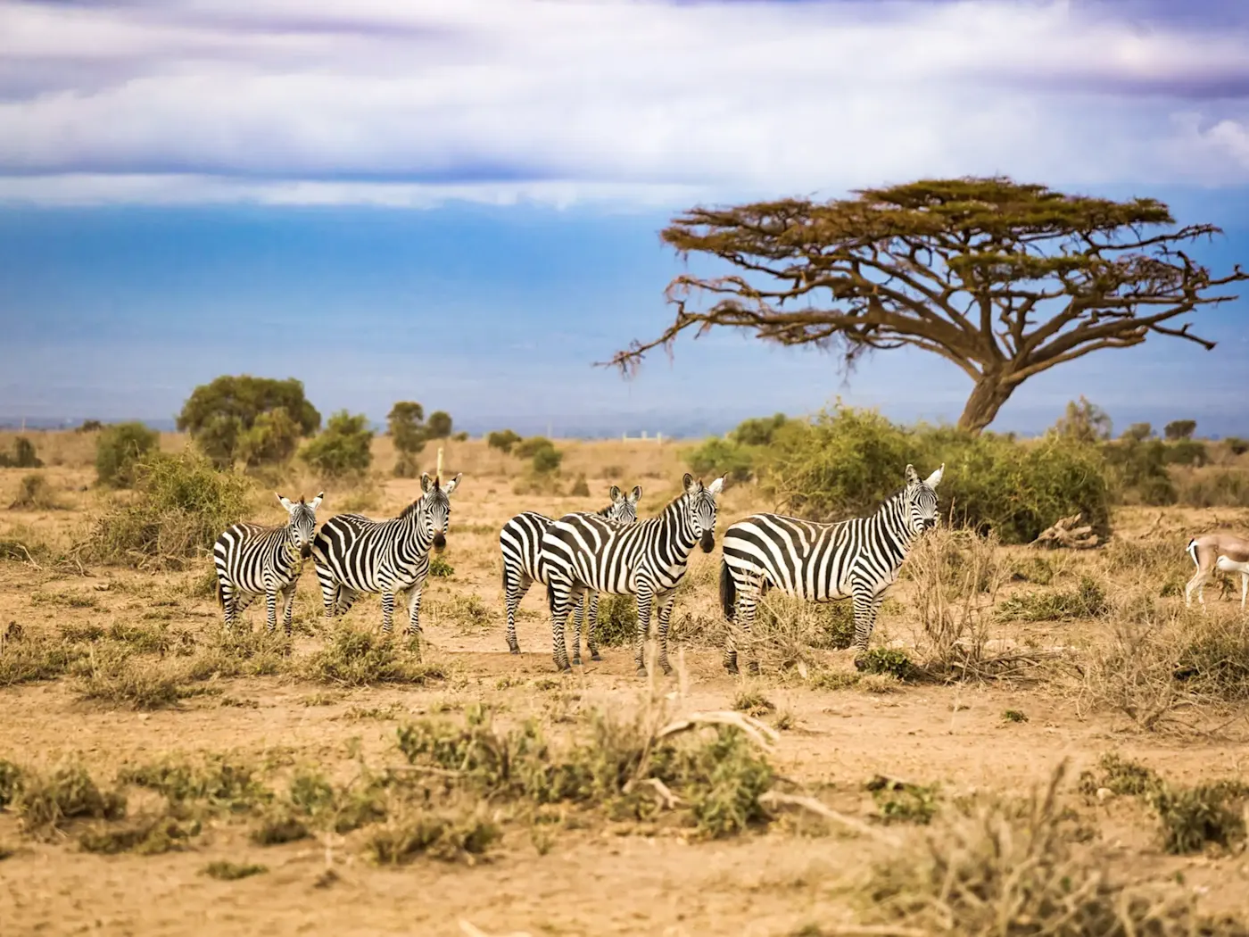 Südafrika, Zebras Eine Gruppe von Zebras in der weiten Savanne in Südafrika.