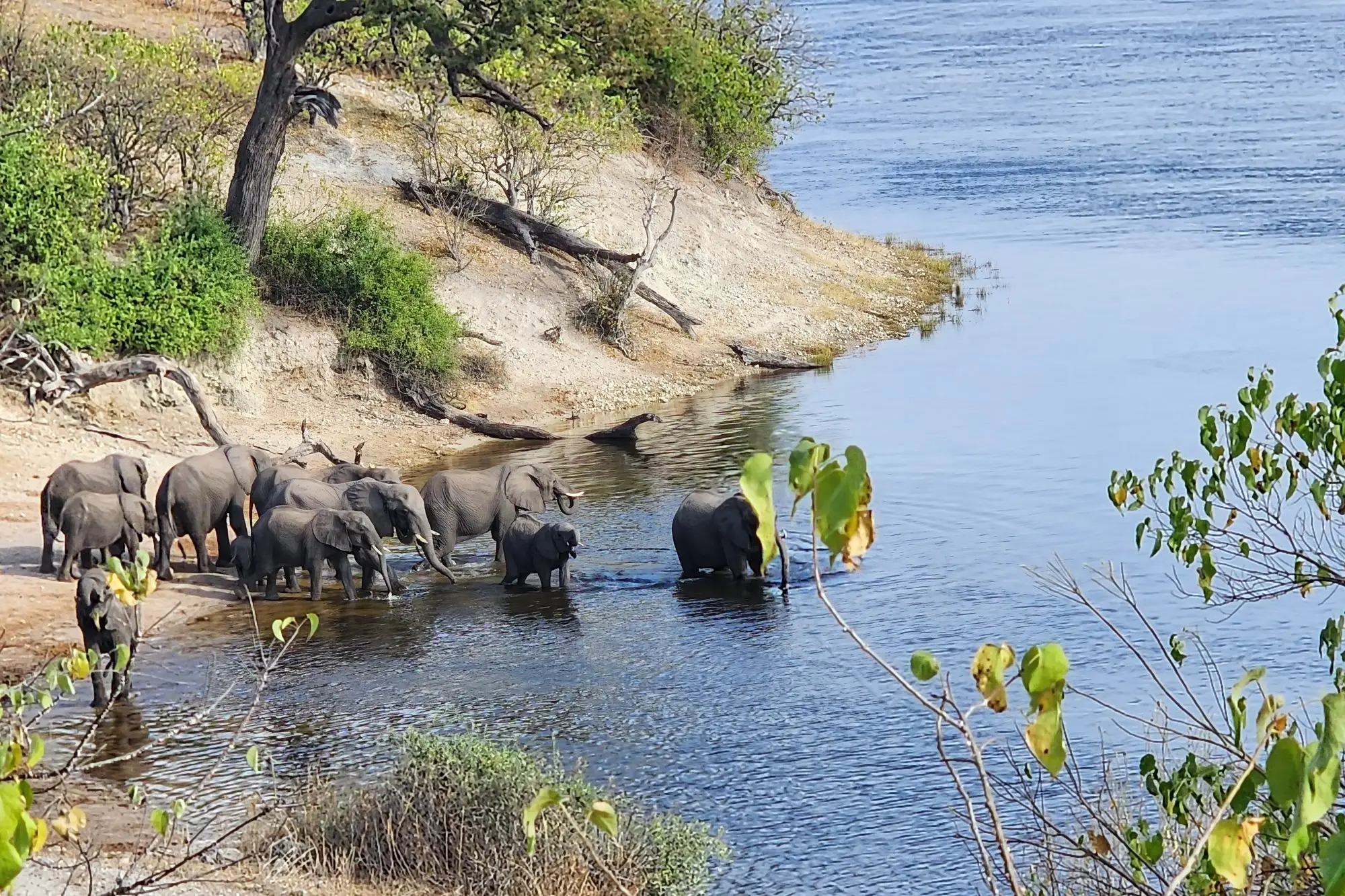 Namibie, éléphants Troupeau d'éléphants au bord d'une rivière en Namibie