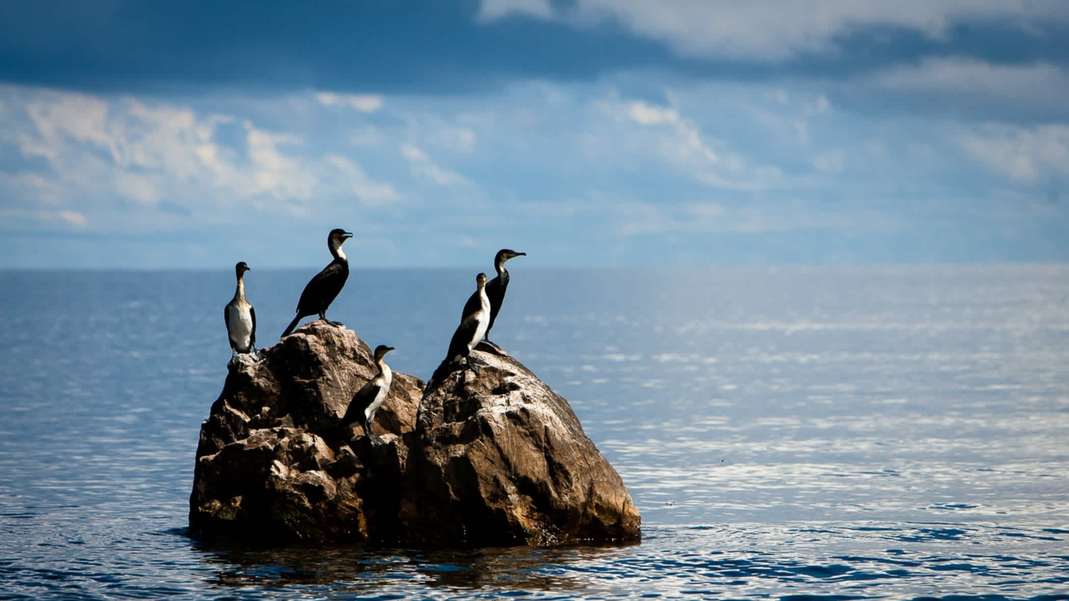 Cormorans à poitrine blanche, lac Victoria, Tanzanie.