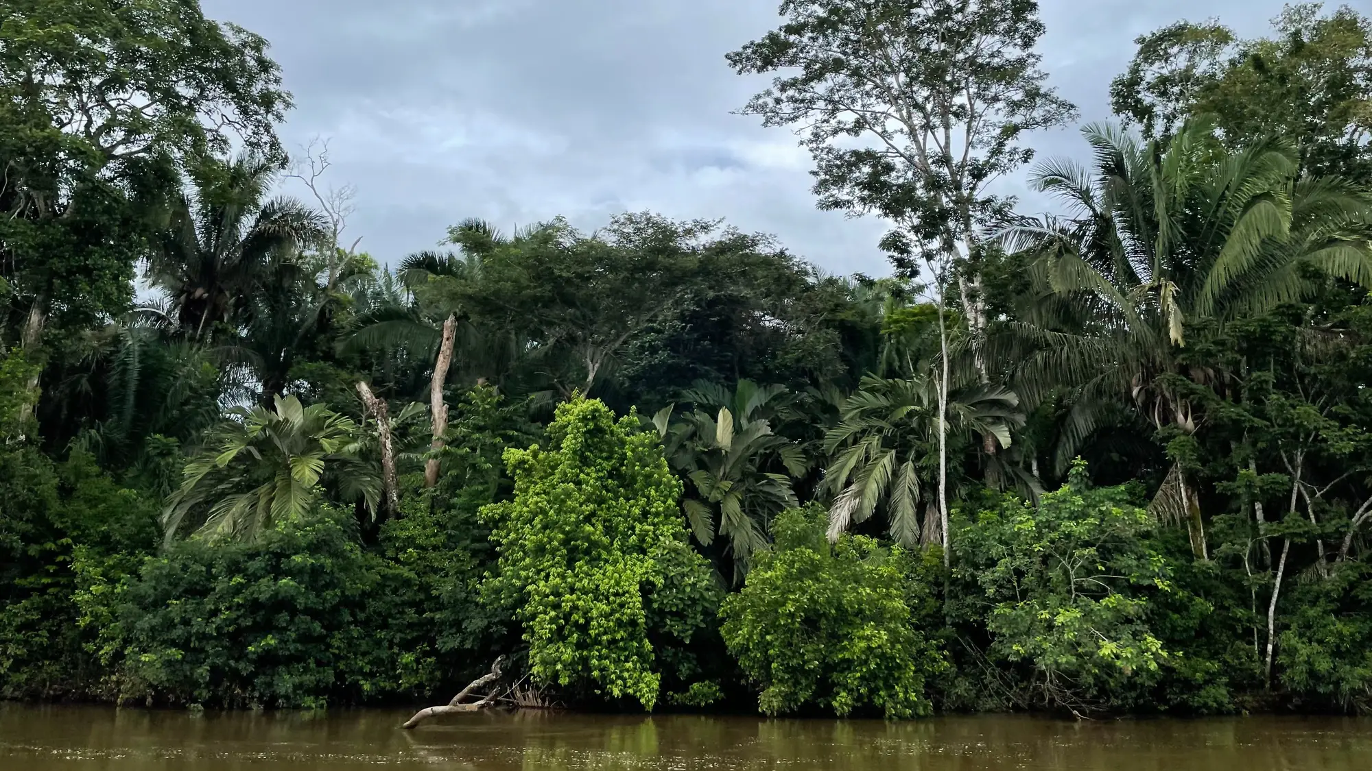 Le Refuge National de la Vie Sauvage Caño Negro est situé près de la frontière avec le Nicaragua, dans une zone marécageuse ressemblant à une jungle au Costa Rica.