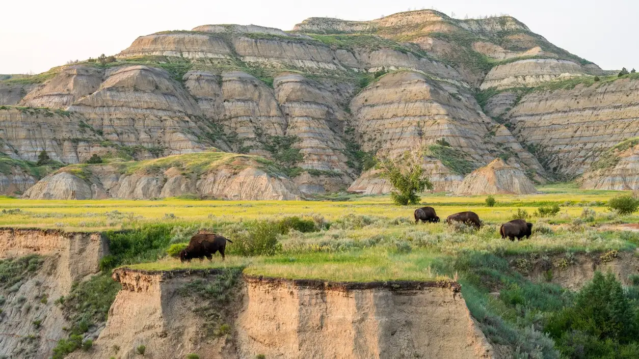 Les bisons du parc national Theodore Roosevelt