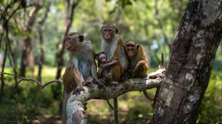 Des singes se détendent dans la jungle du Sri Lanka
