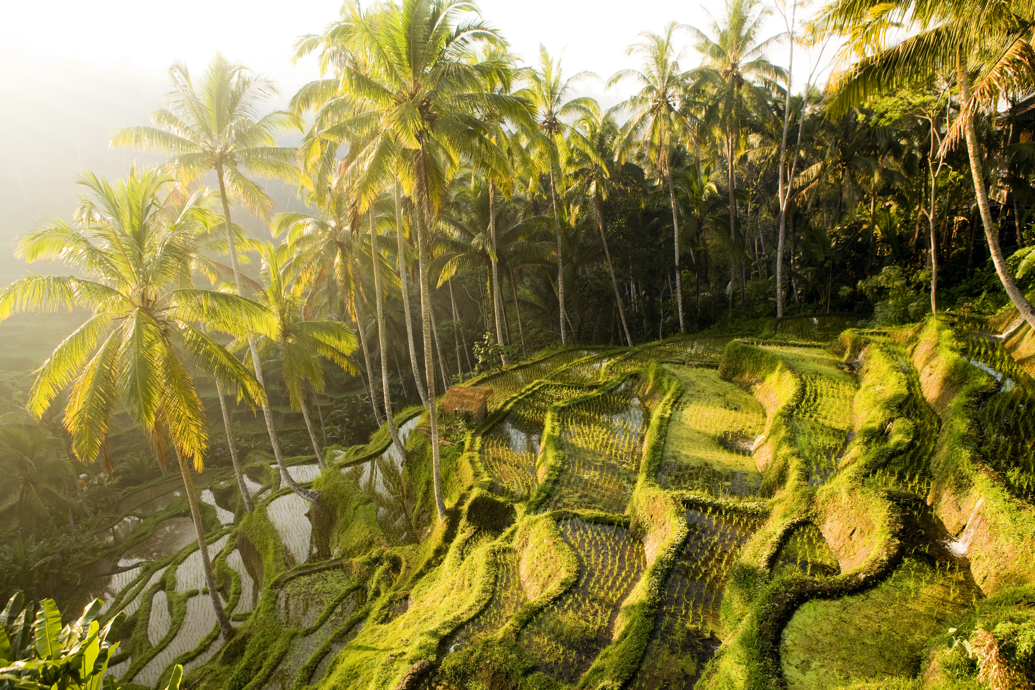 les-plus-belles-rizi-res-de-bali-top-5-tourlane