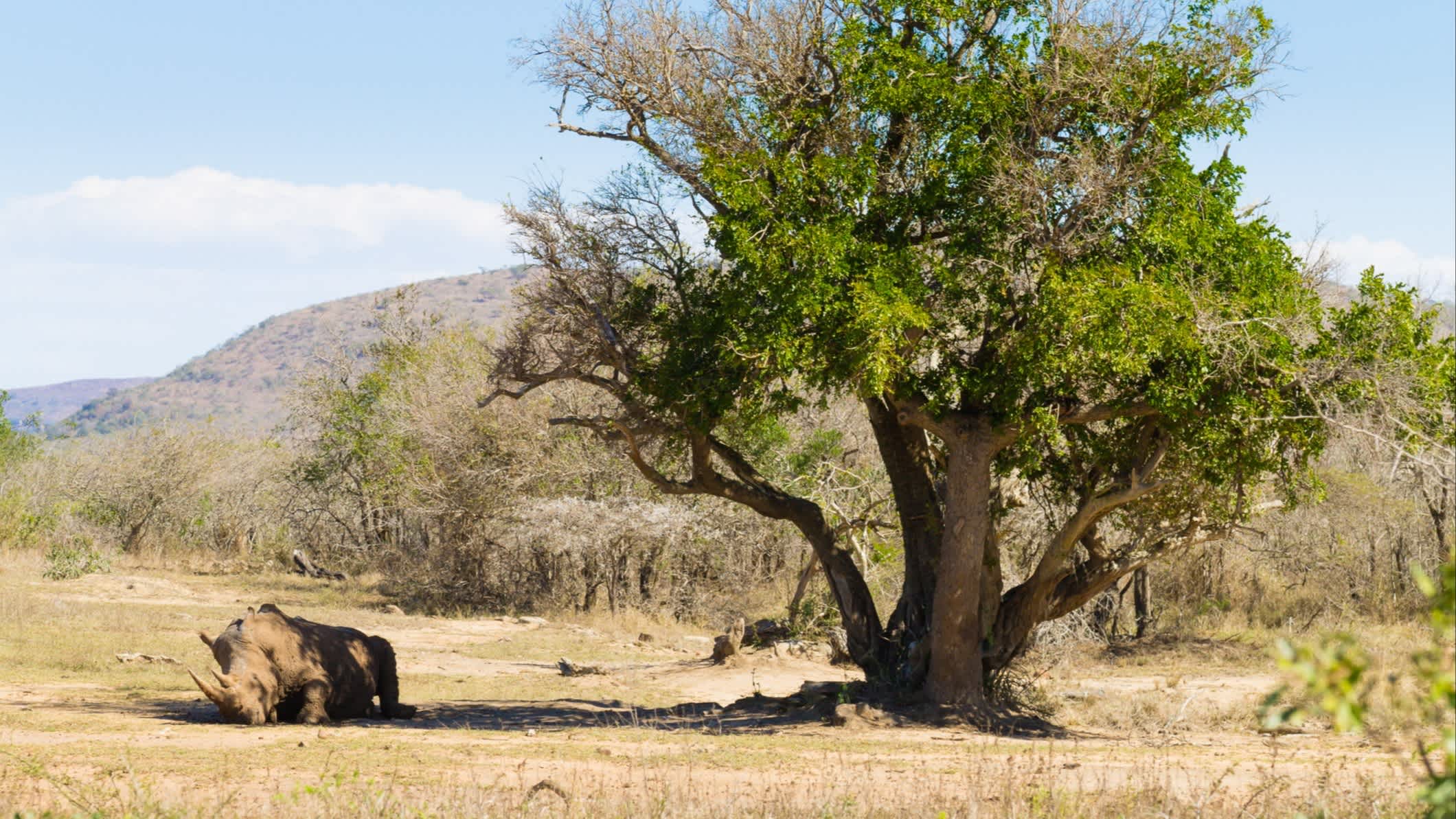 Un rhinocéros dort sous un arbre dans le parc d'Imfolozi en Afrique du Sud