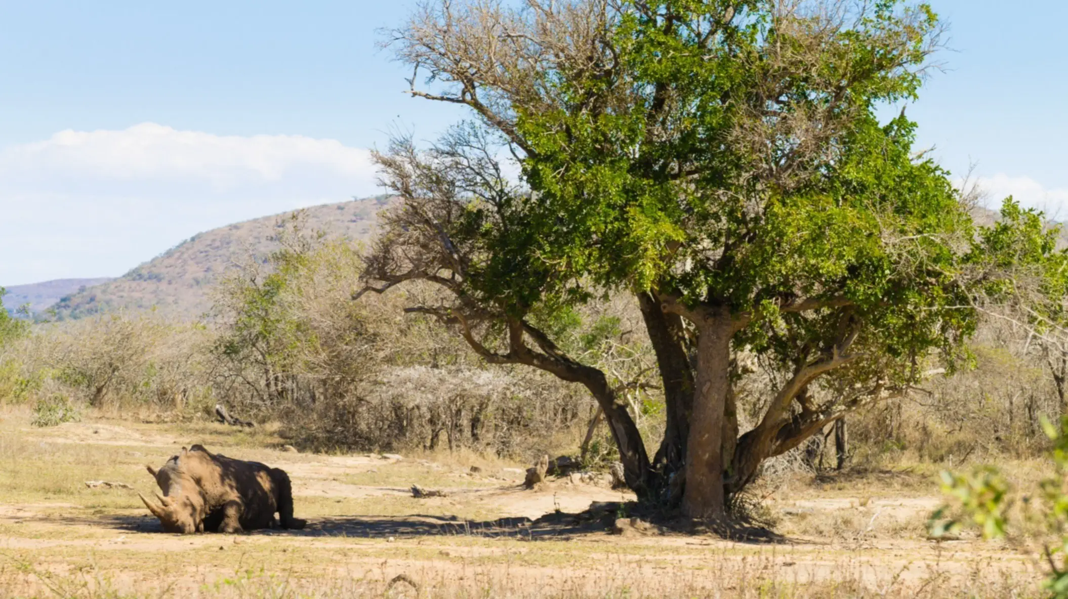 Un rhinocéros dort sous un arbre dans le parc d'Imfolozi en Afrique du Sud