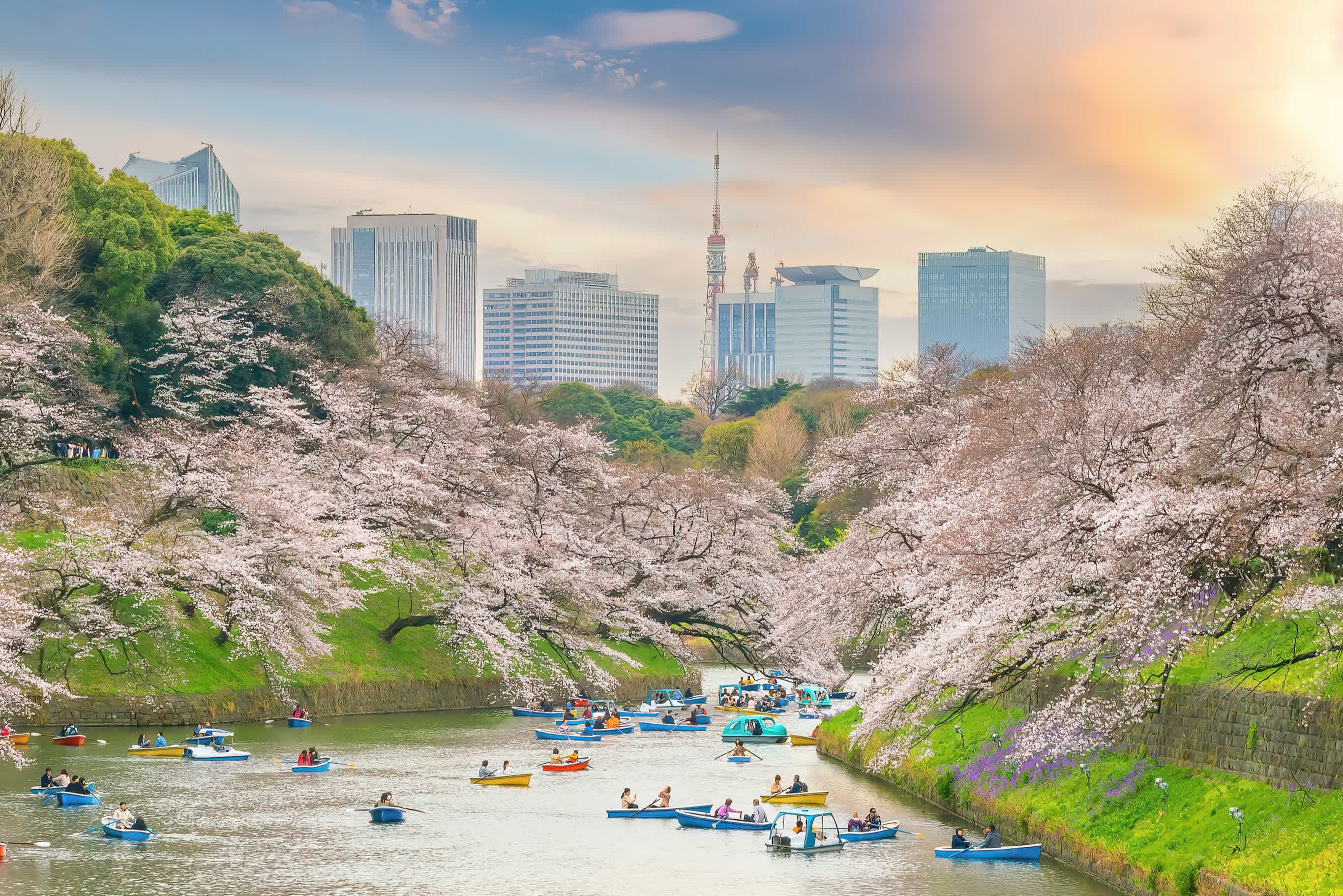 Kirschblüte im Chidorigafuchi-Park, Tokio.