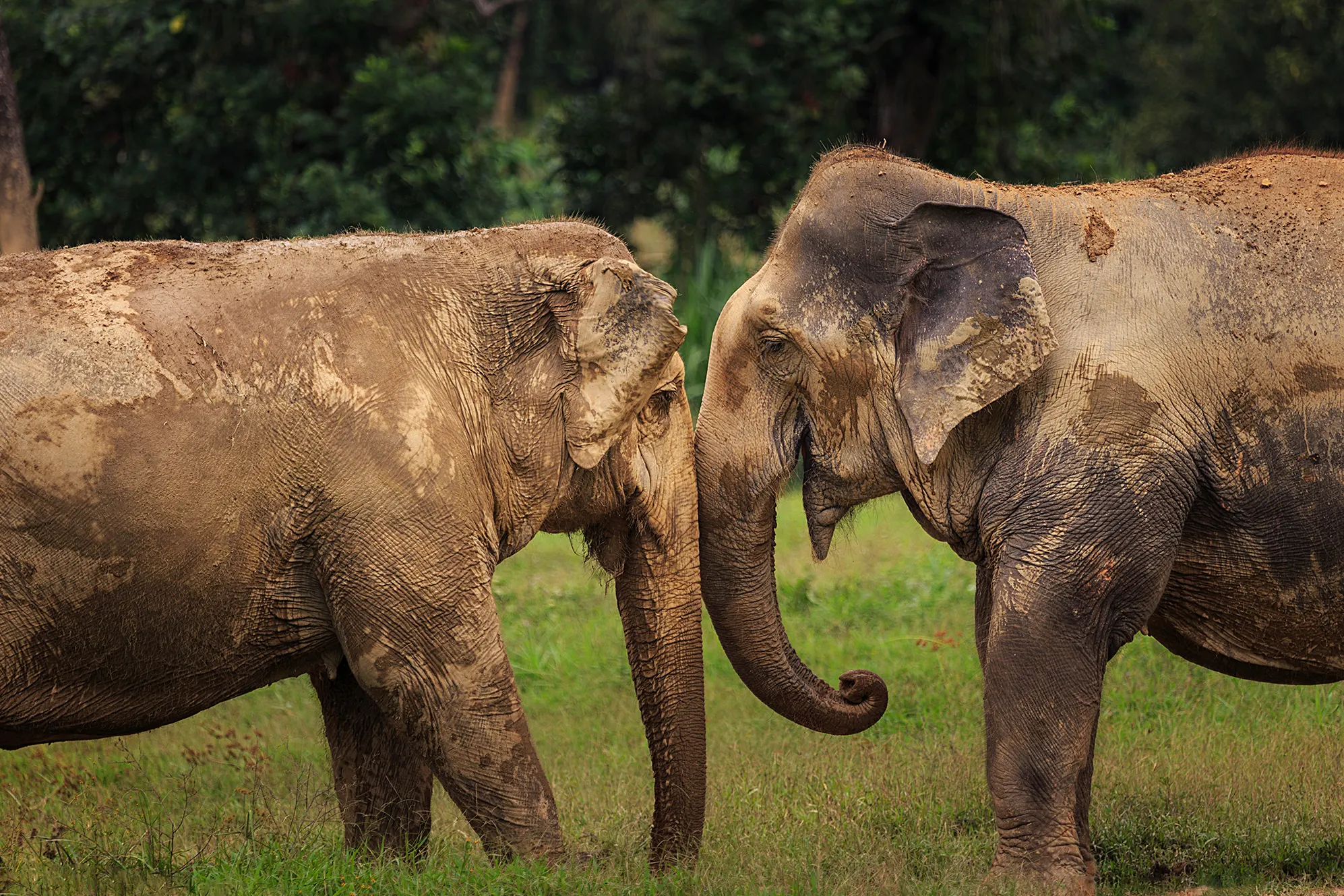 Ethical Elephant Experience at Elephant Hills Luxury Tented Camp Khao Sok National Park Thailand