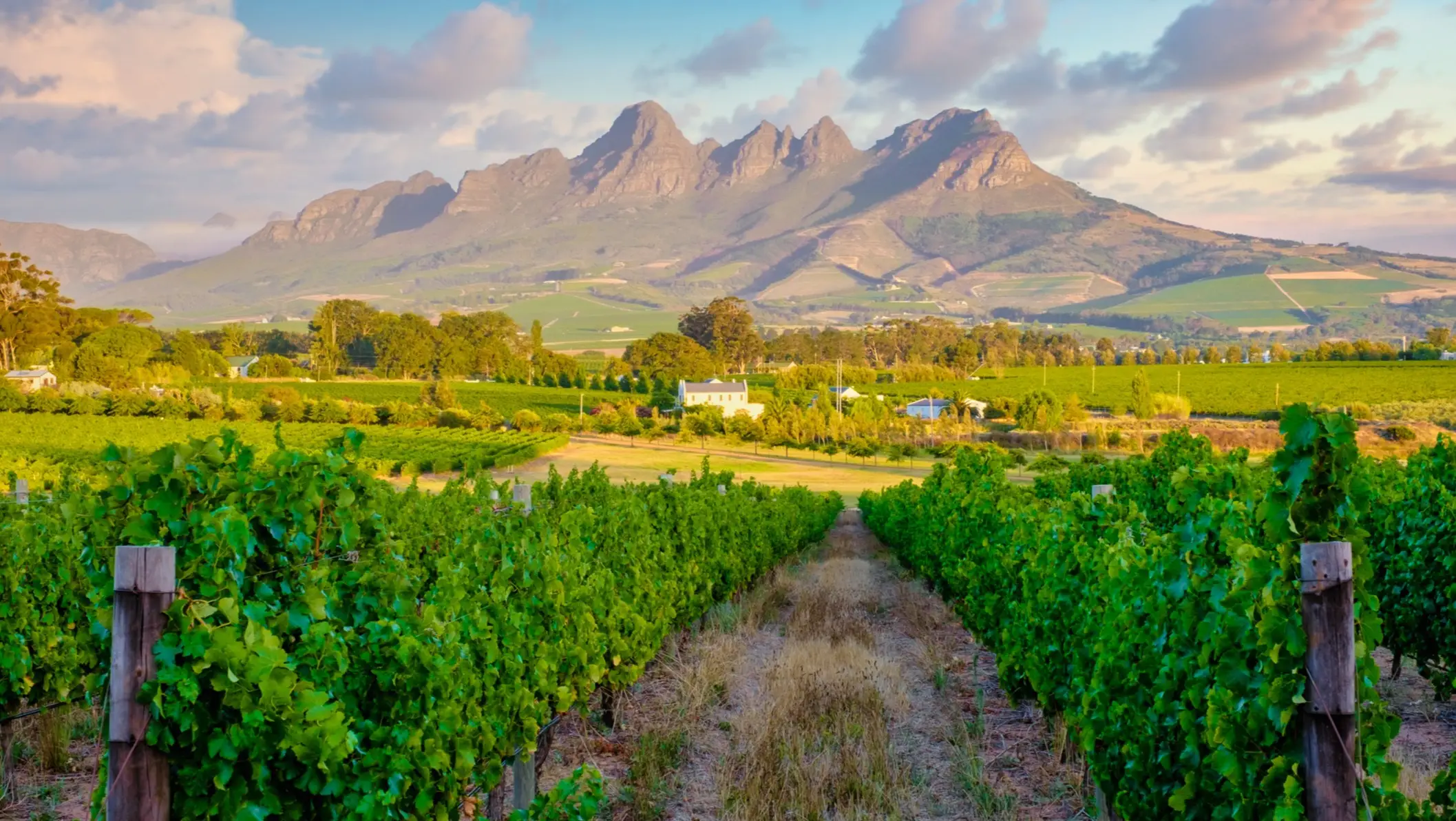 Paysage de vignobles au coucher du soleil avec les montagnes à Stellenbosch, près du Cap, en Afrique du Sud