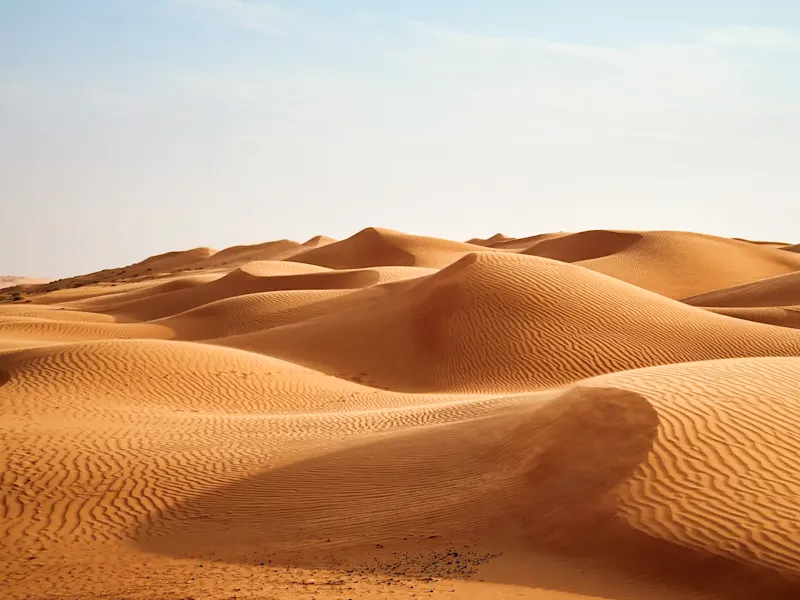 Des dunes de sable doré à perte de vue dans le désert de Wahiba Sands. Oman.