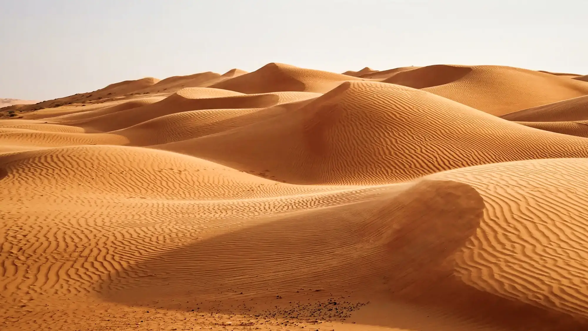 Endlose goldene Sanddünen in der Wüste Wahiba Sands im Oman.