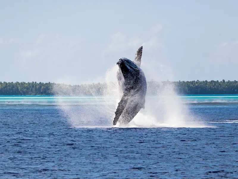 Baleine à bosse sautant dans le lagon. Bora Bora, Tahiti, Polynésie française.