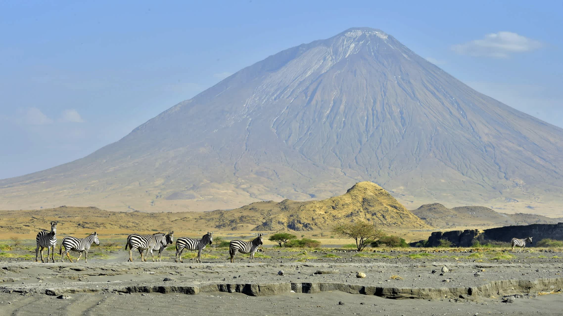 Zèbres au pied du volcan Lengaï (Ol Doinyo Lengaï) en Tanzanie en Afrique