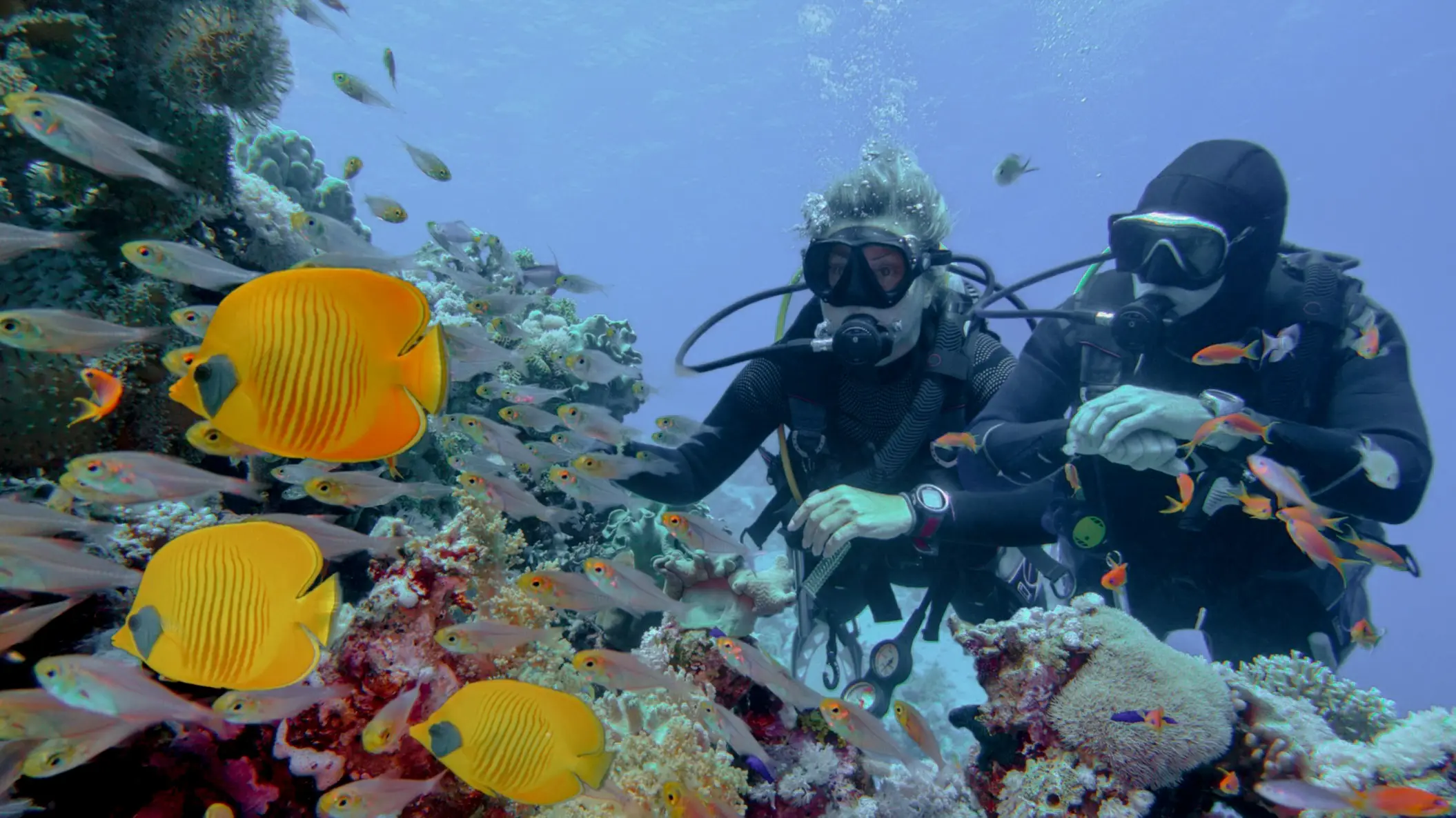 Portugal, Diving Diving couple near a beautiful coral reef