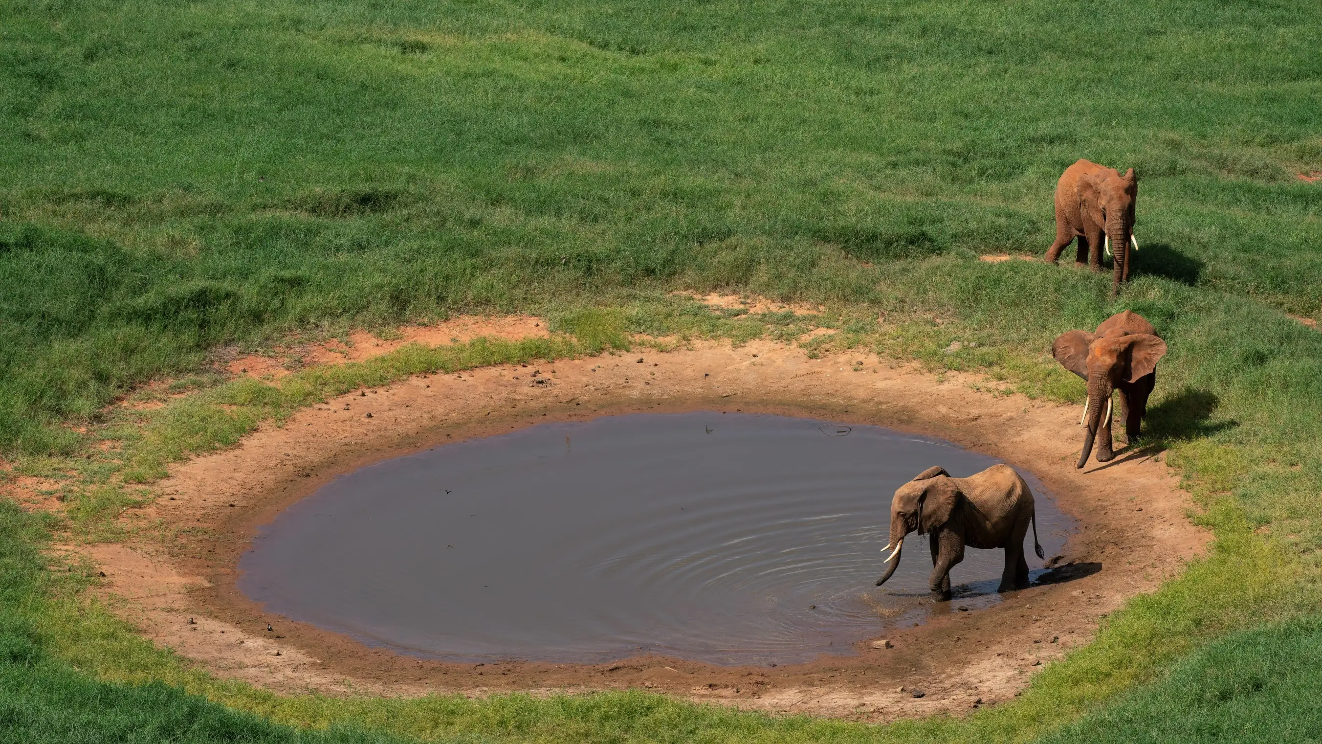 Kenia Tsavo East Nationalpark Waterhole with Elephants Blick aus der Vogelperspektive auf eine Wasserstelle mit drei Elefanten. Die Wasserstelle befindet sich im Tsavo East National Park in Kenia