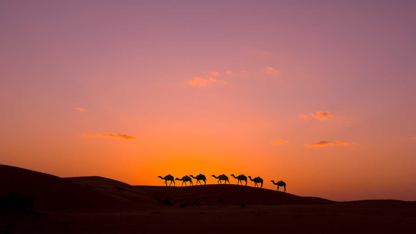 Kamele im Abendrot in der Ramlat al Wahiba Wüste im Oman
