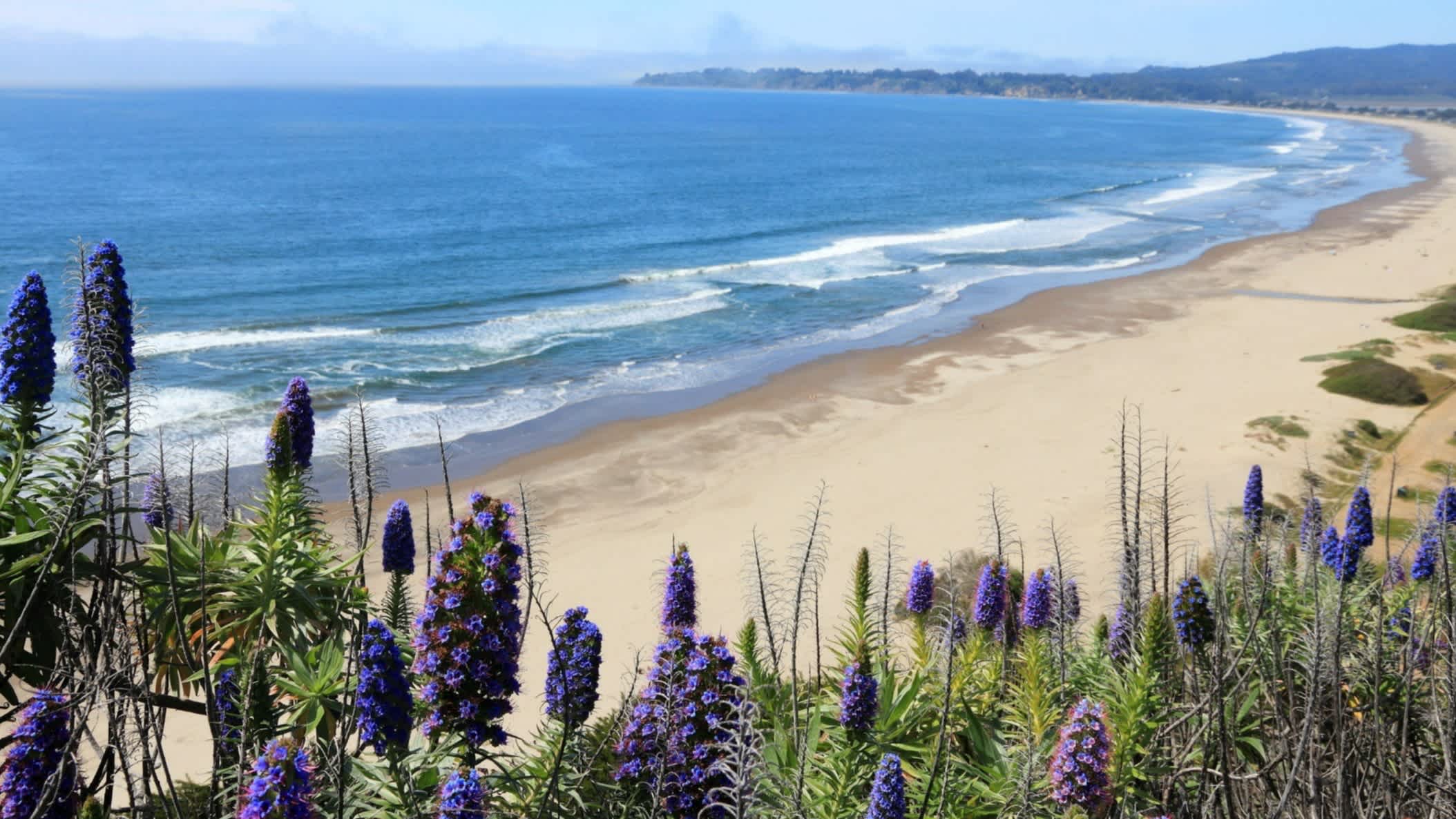 Der Strand Stinson Beach, Marin County, Kalifornien, USA mit Lianen Blumen und Vegetation im Vordergrund und Weitblick über die Bucht und das Meer.