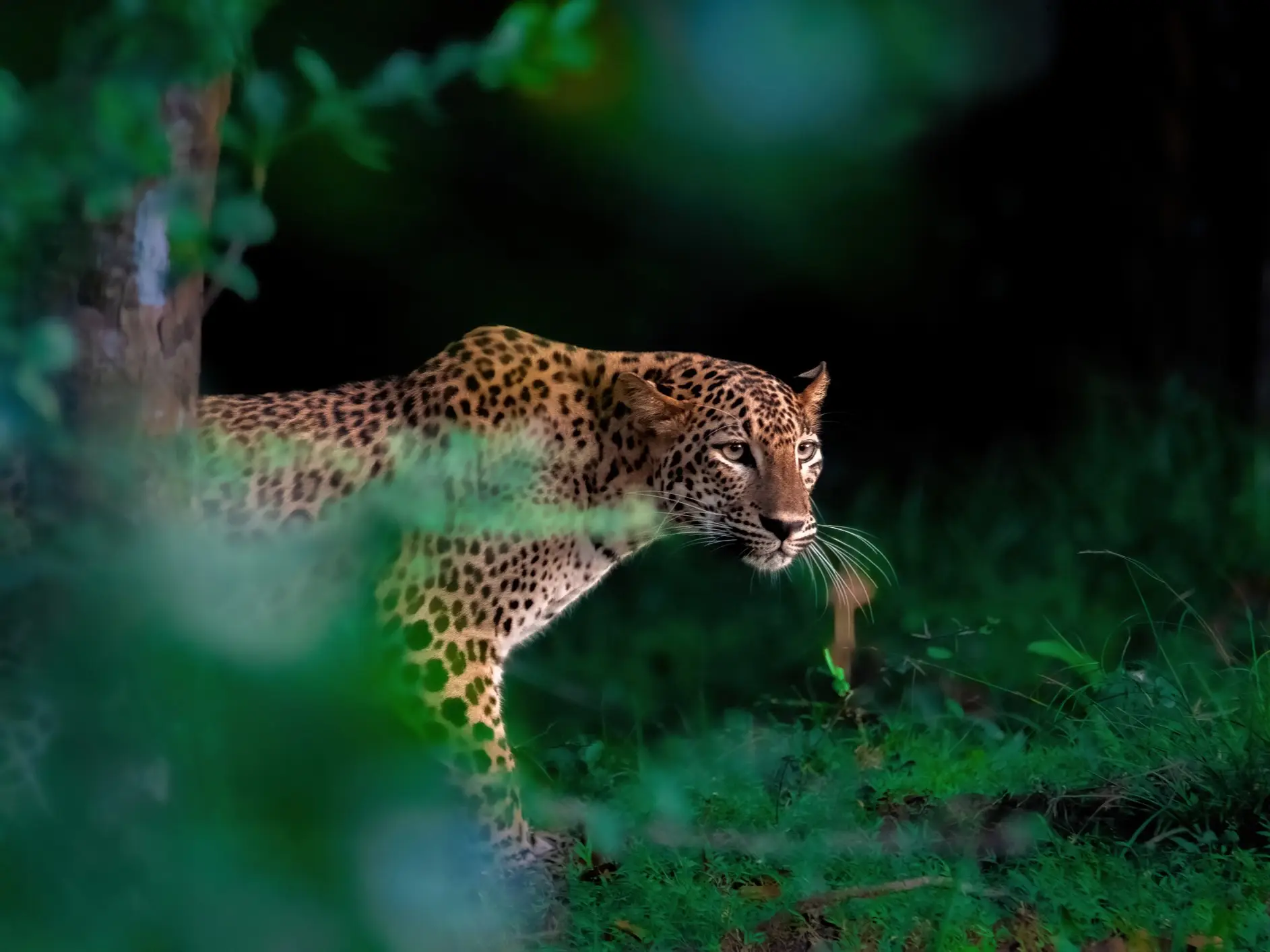 Sri Lanka, Léopard
