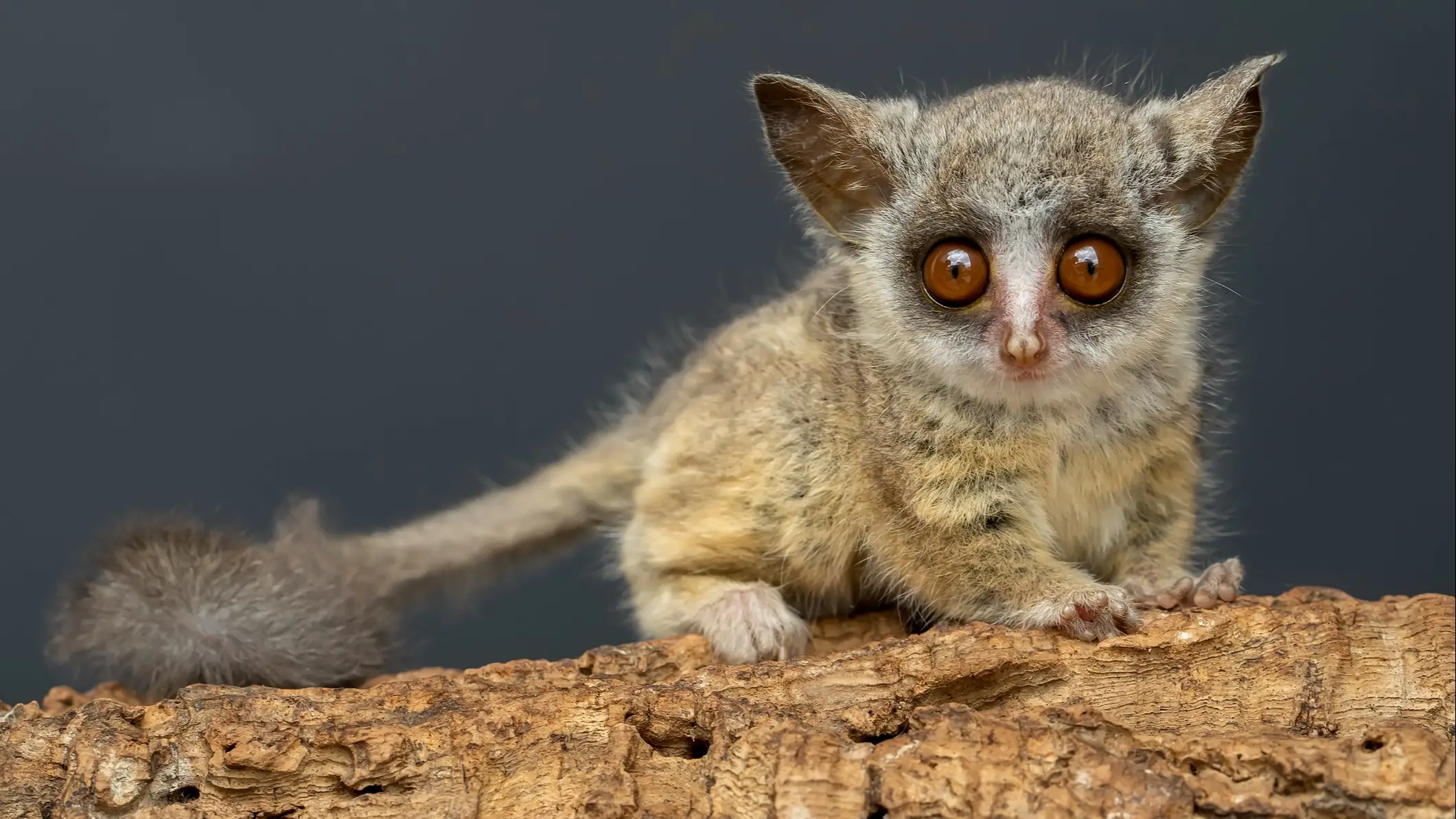 Botswana Galago Buschbaby Buschbaby auf Ast in Kasane, Botswana