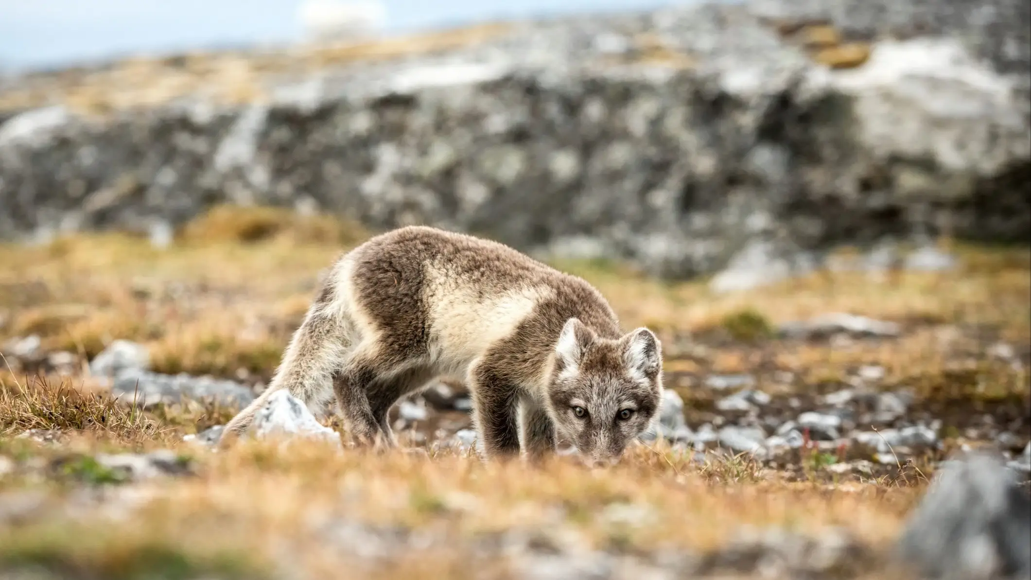 Polarfuchs, Norwegen Polarfuchs, Norwegen