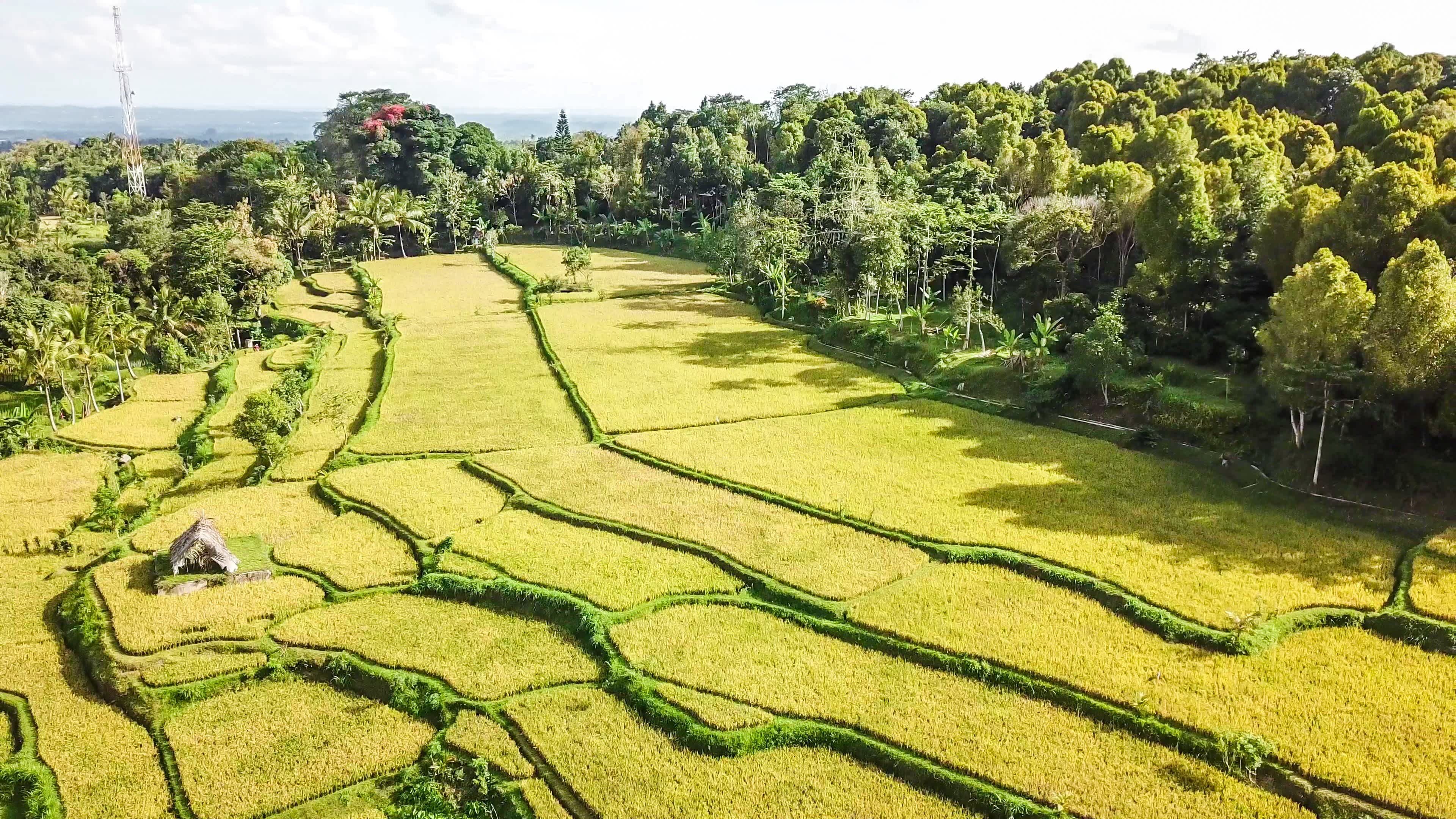 Luftaufnahme auf einer Reisfeldterrasse in Tetebatu, Lombok, Indonesien.