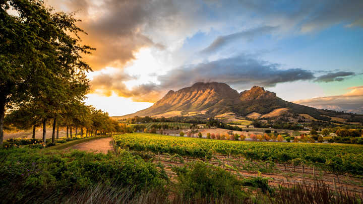 Blick auf die Weinberge in Südafrika