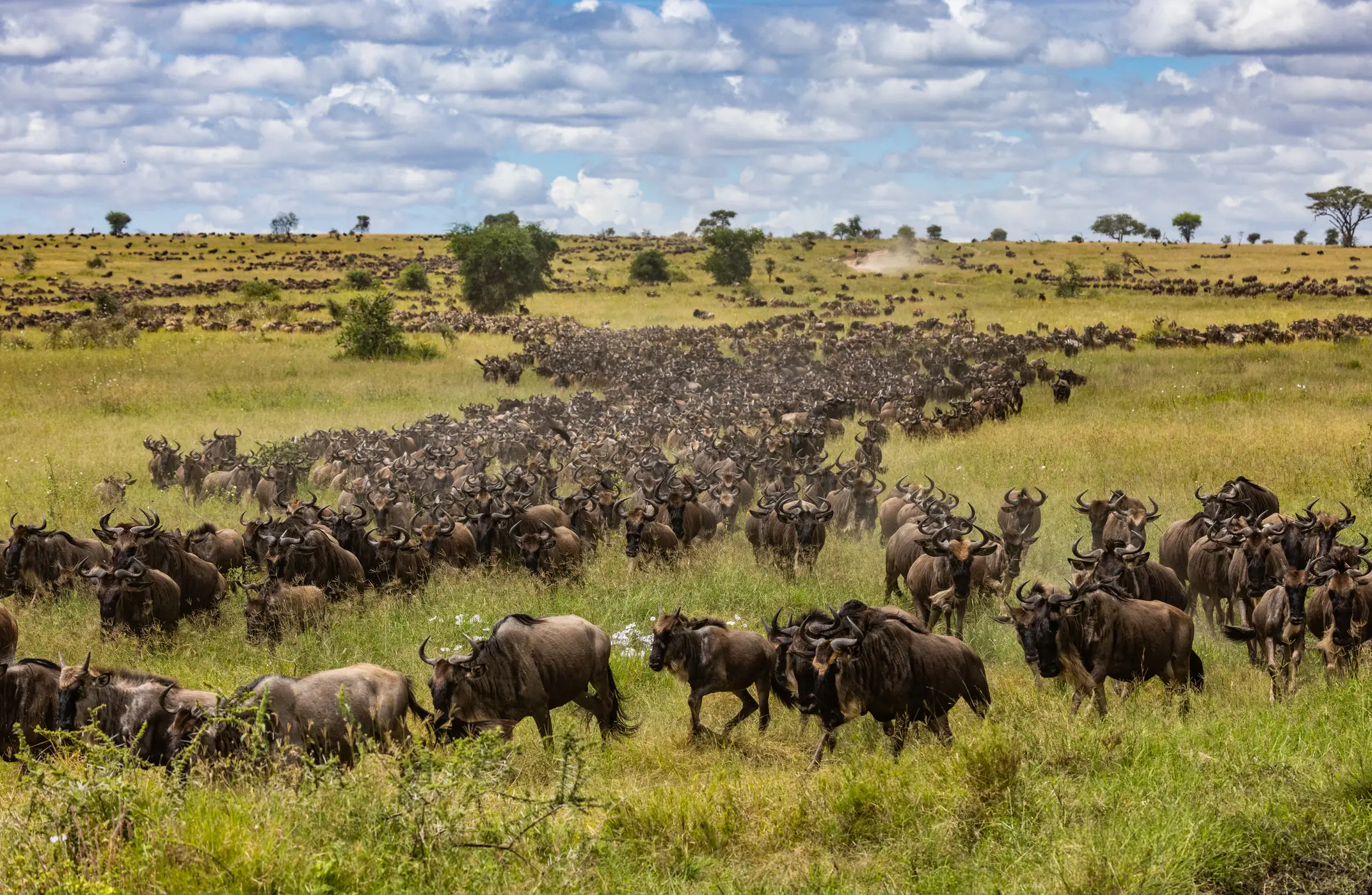 Serengeti, Gnus Große Herde von Gnus wandert durch die grüne Savanne unter bewölktem Himmel in der afrikanischen Serengeti.