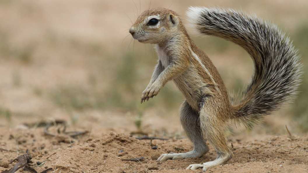 Jeune écureuil terrestre dans le désert du Kalahari