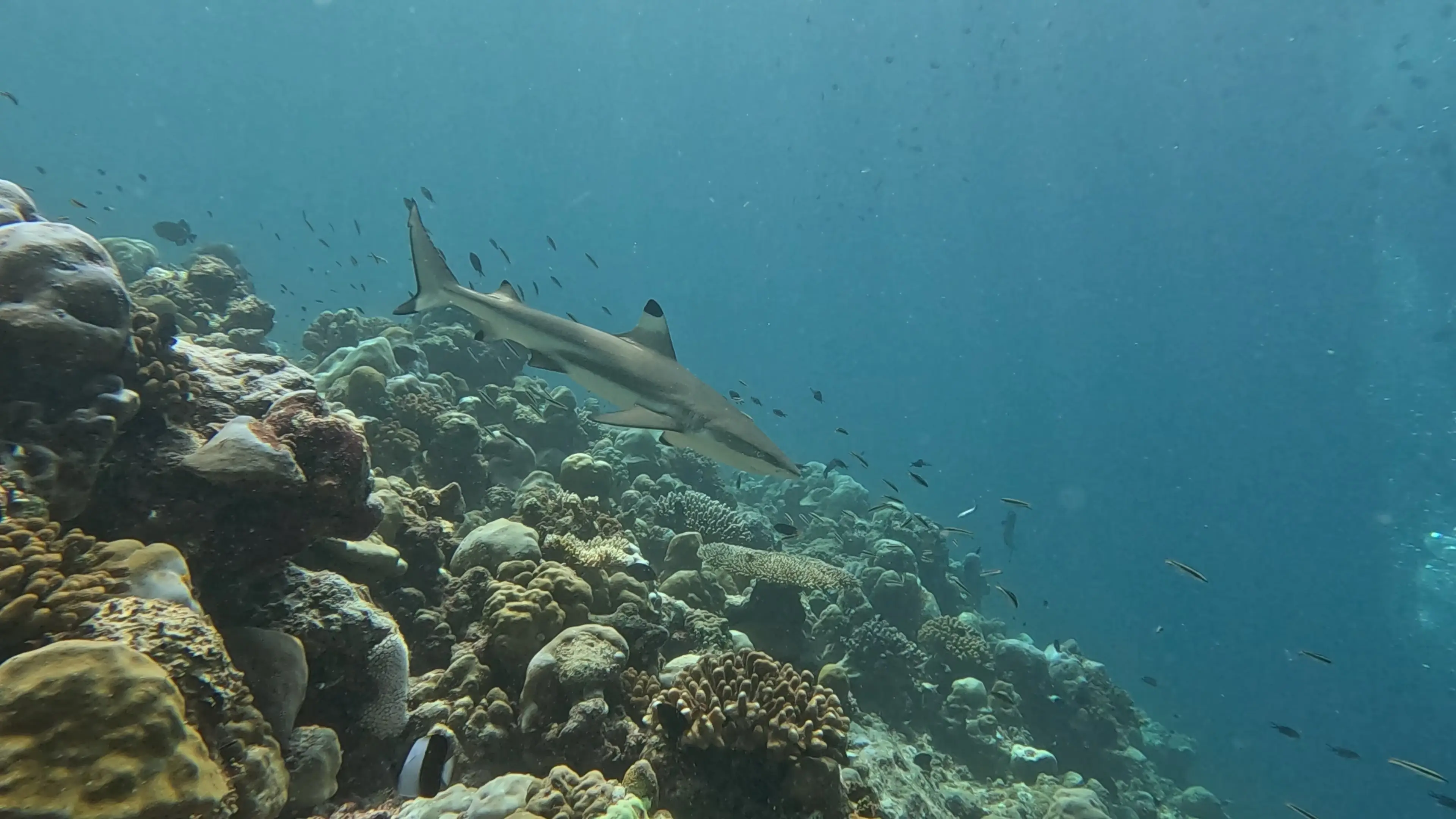 Maldives, plongée, requin Un requin dans un récif de corallien